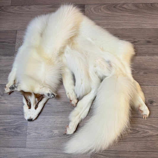 Male Sun Glow fox mountable pelt (tag 58)