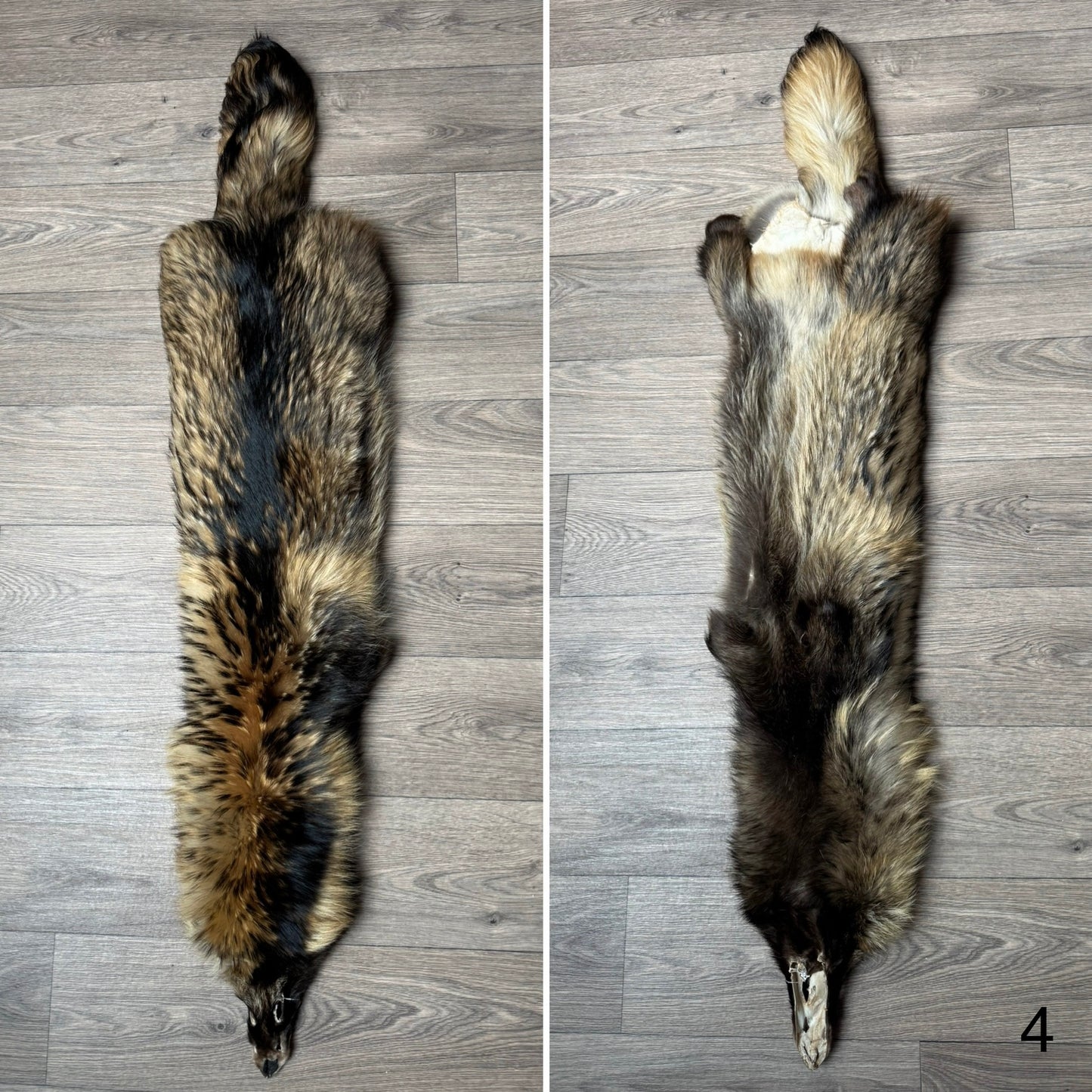 Tanuki pelt (4)