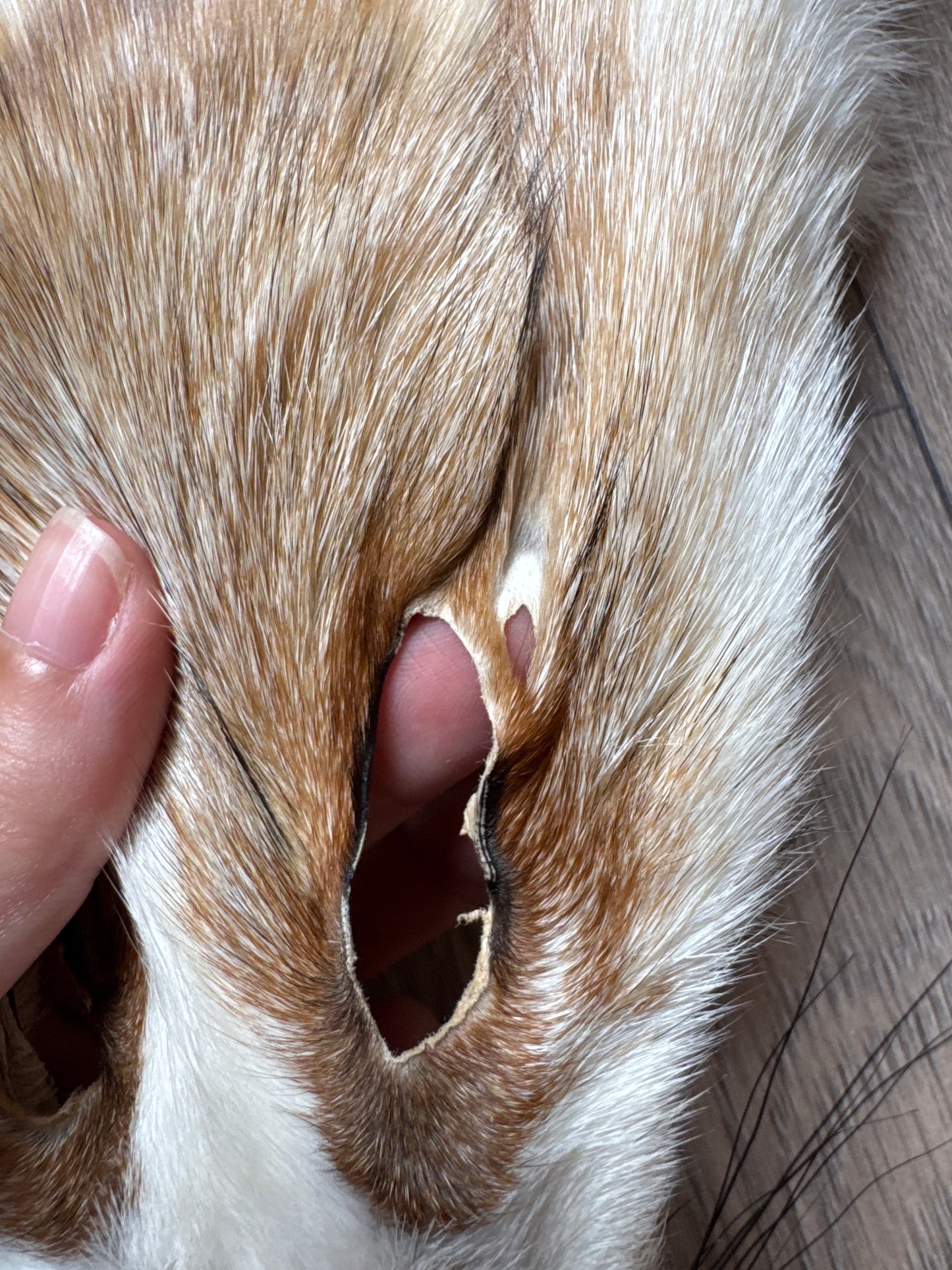 Sun Glow fox pelt (8)