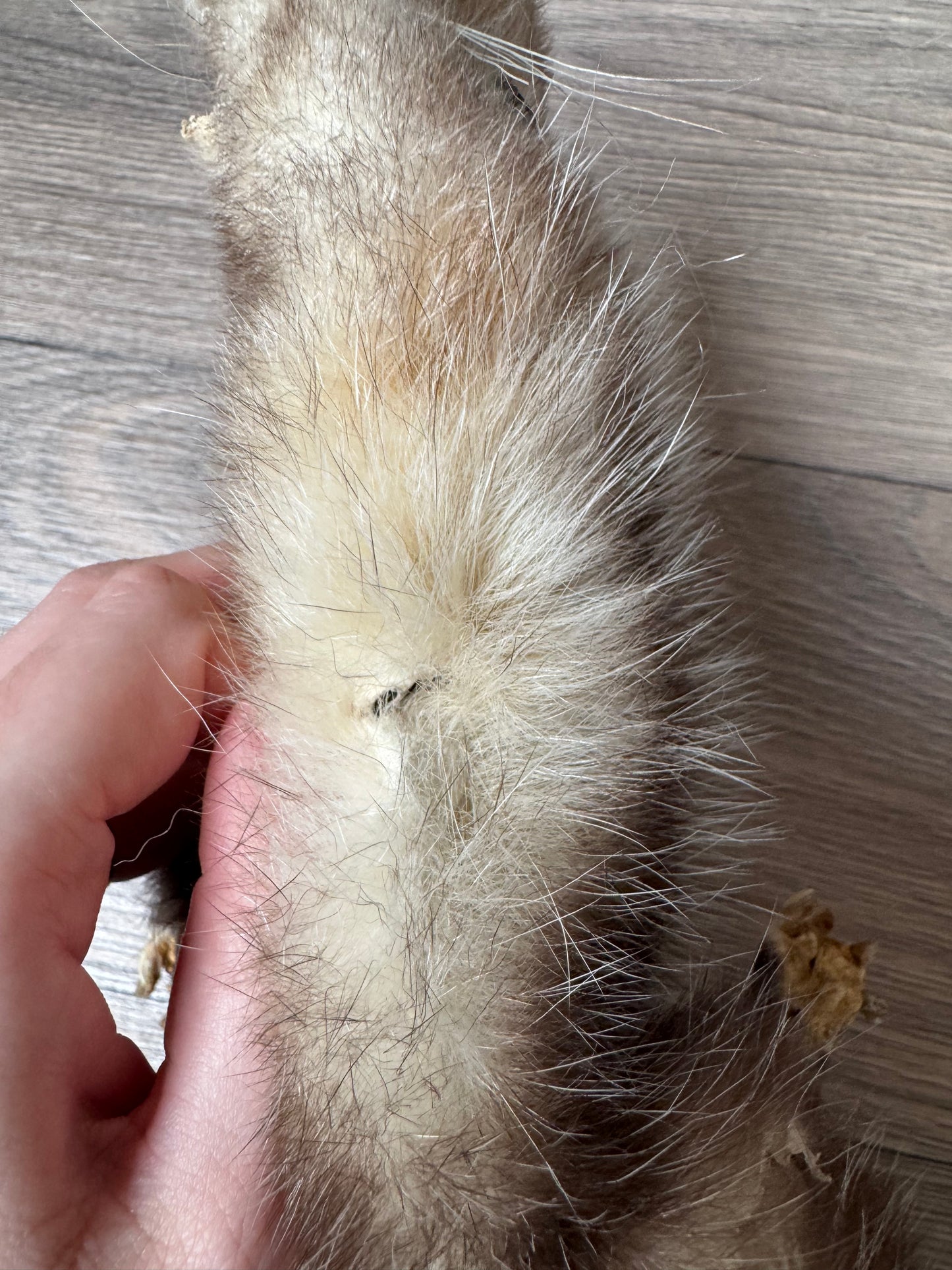 Male opossum mountable pelt (12)