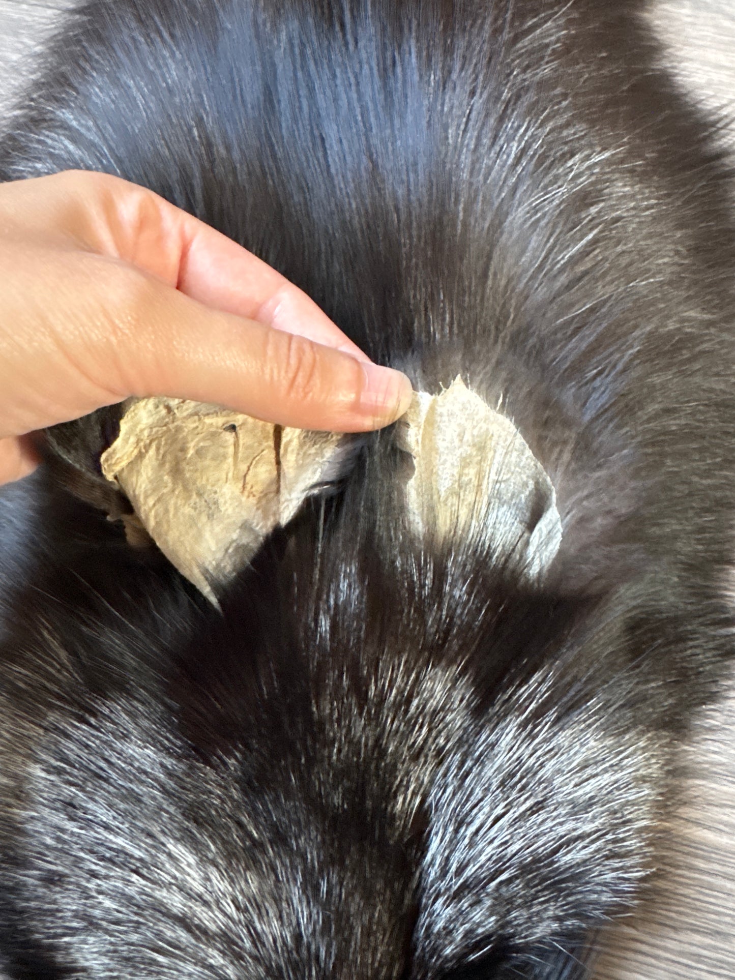 Silver fox pelt (12)