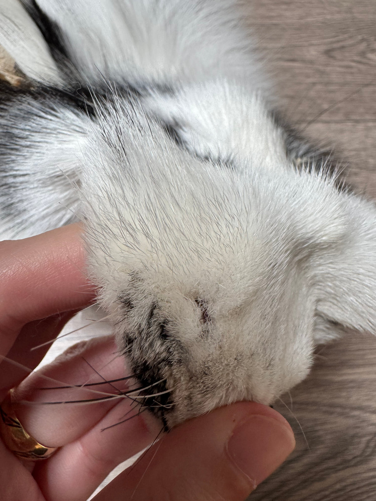 Arctic Marble fox pelt (12)