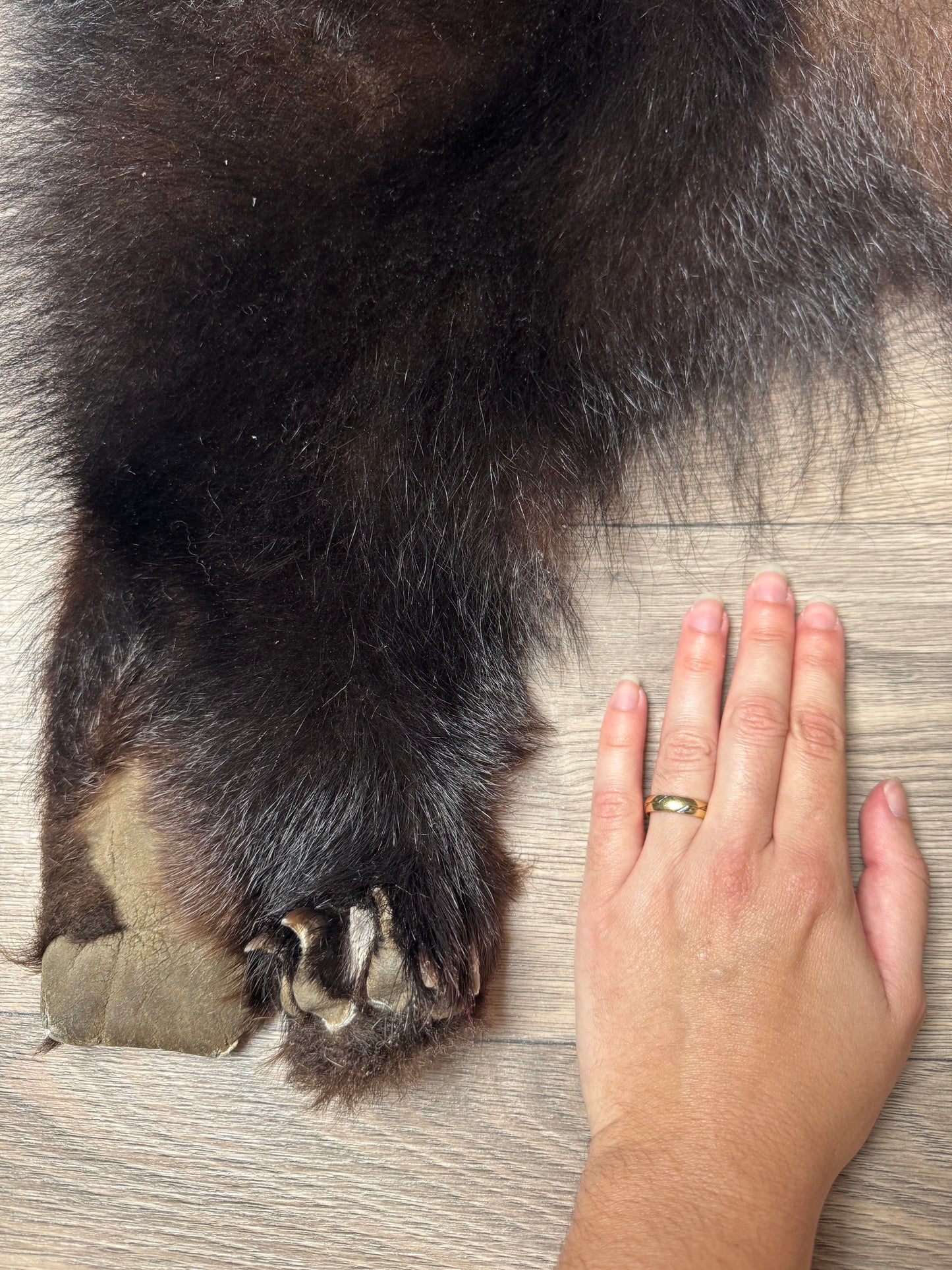 Black bear hide (1)
