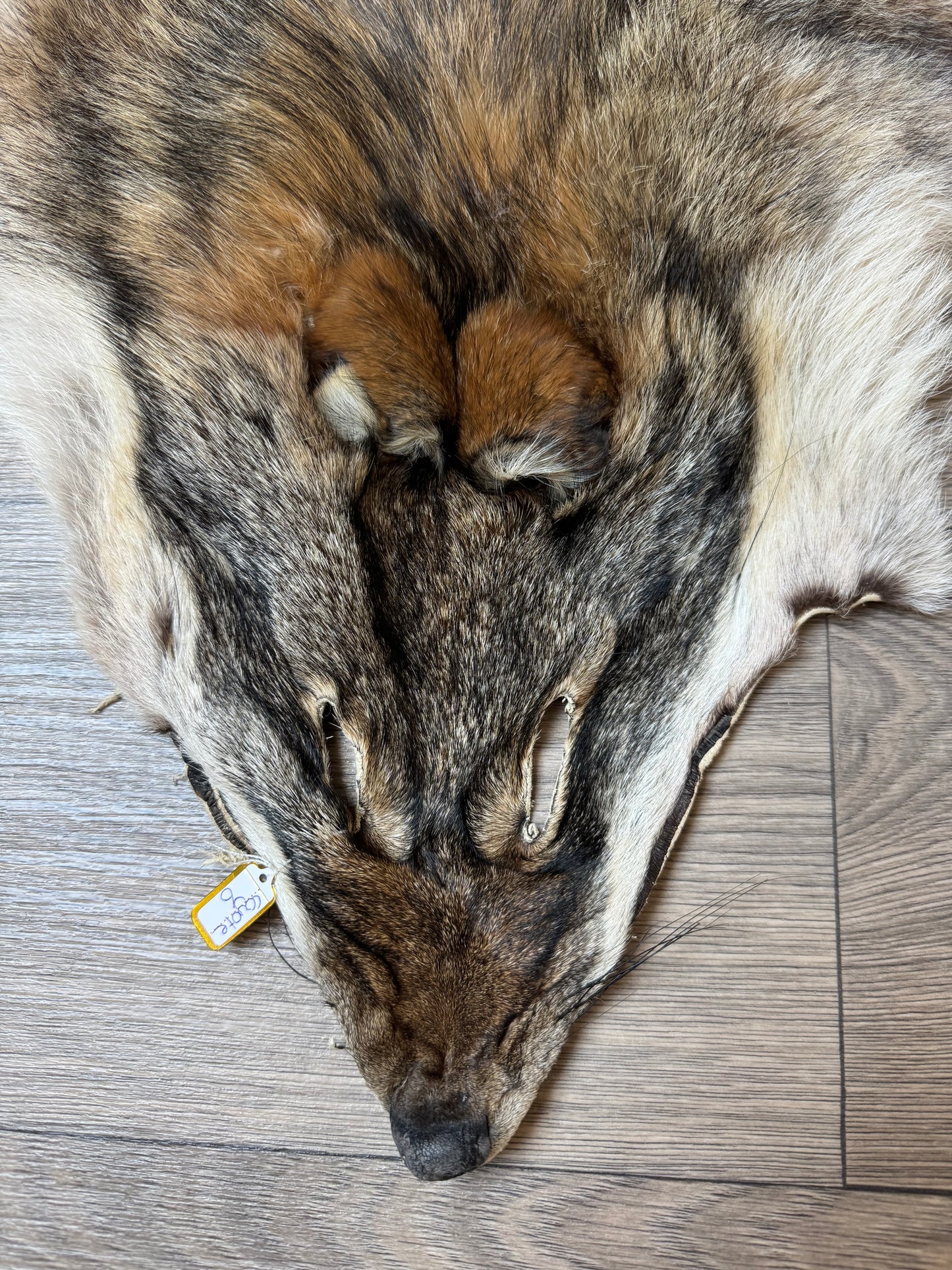 Coyote pelt (6)
