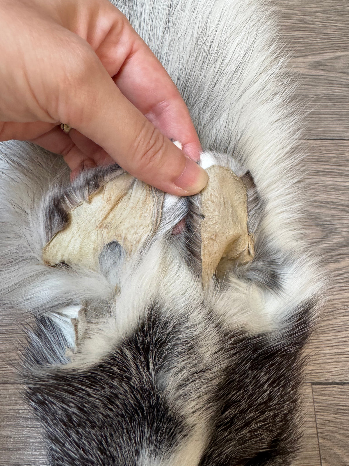Marble Frost fox pelt (14)