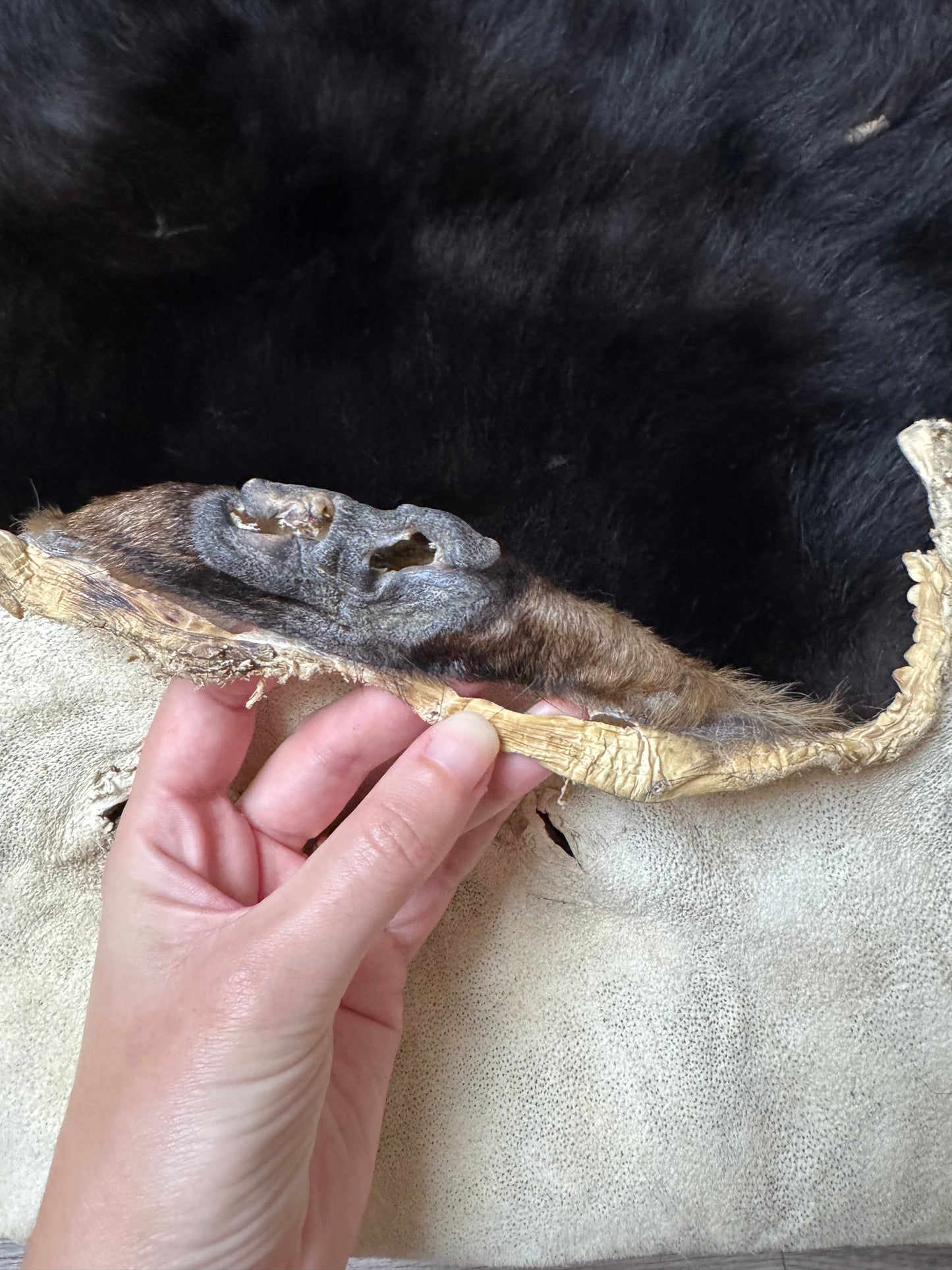 Black bear hide (3)