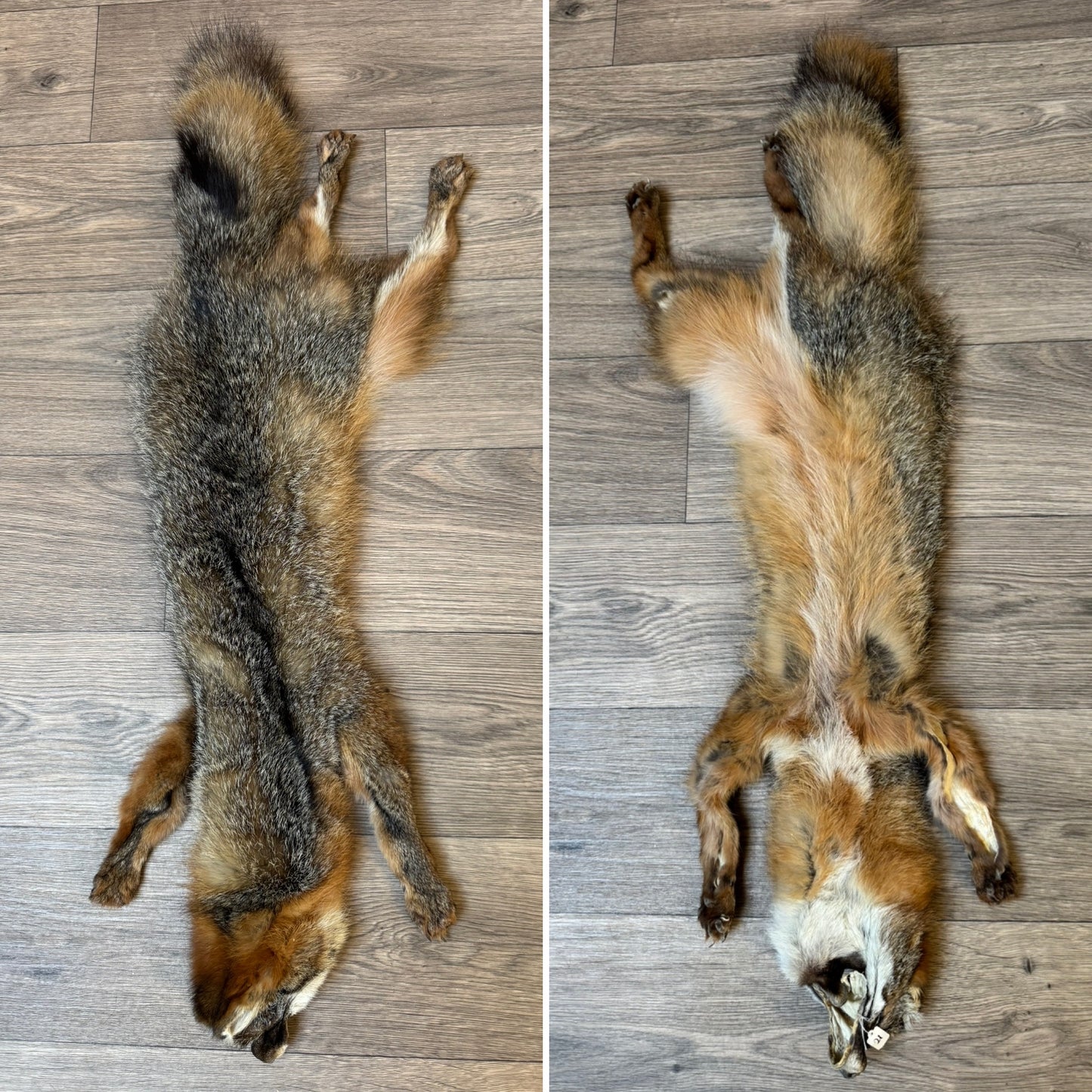 Male grey fox mountable pelt (21)