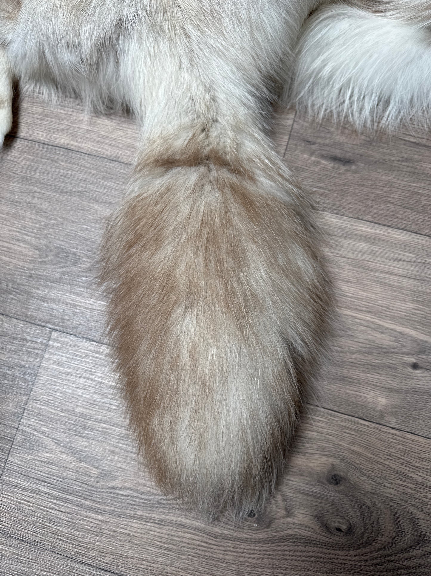 Smokey Snow Glow Whitemark fox pelt (3)