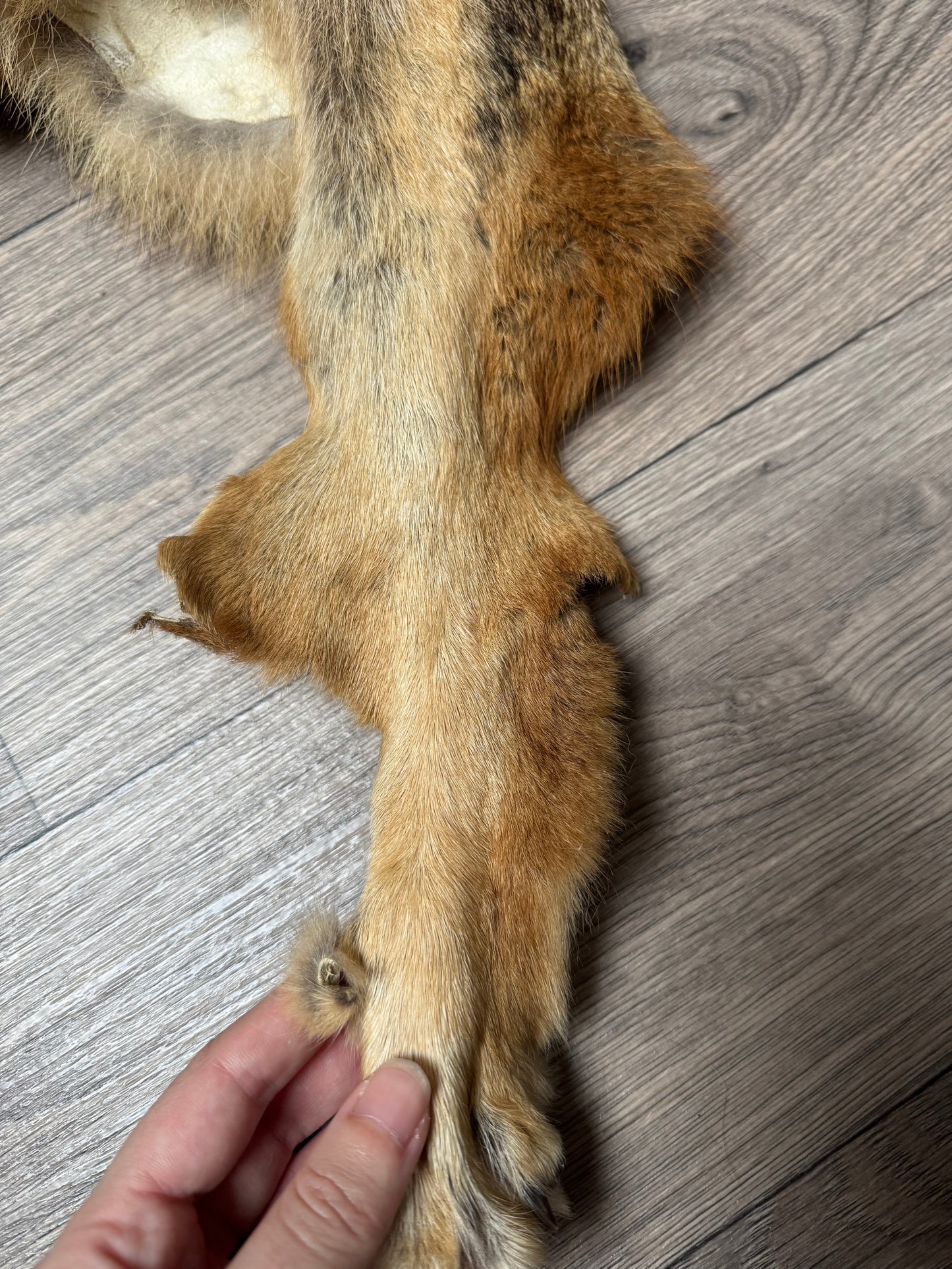 Male coyote mountable pelt (14)