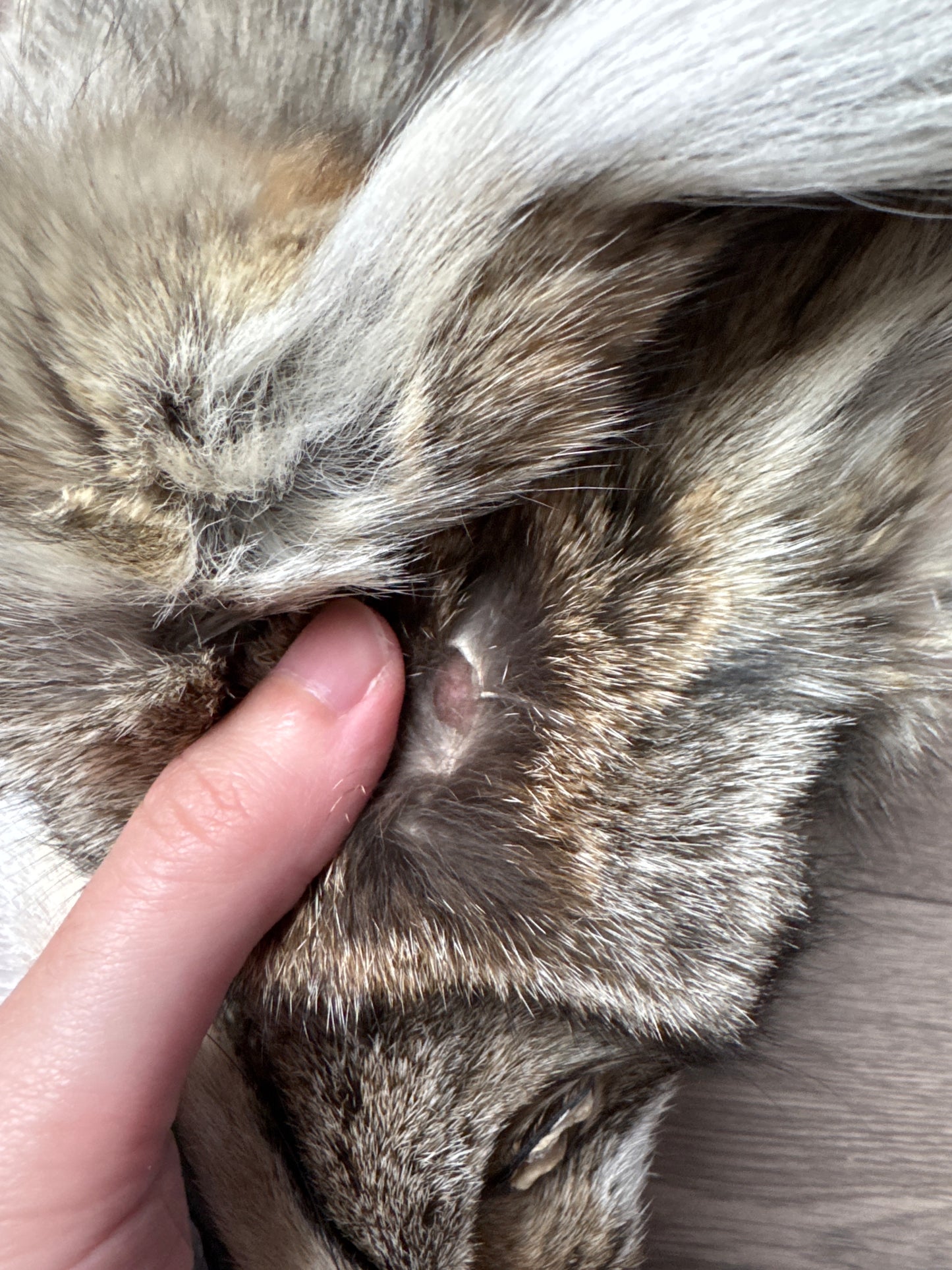 Male coyote mountable pelt (5)