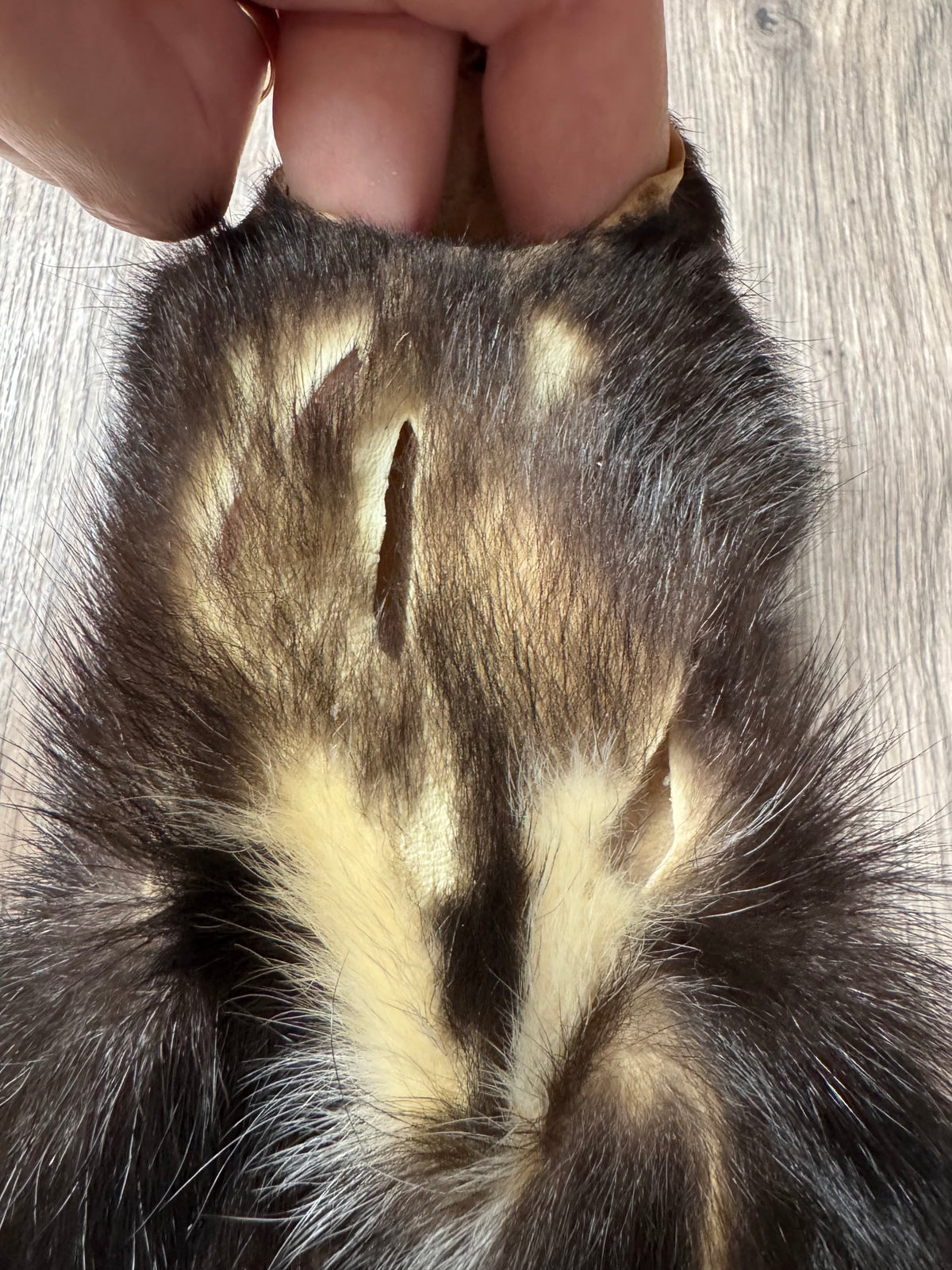 Skunk pelt (1)