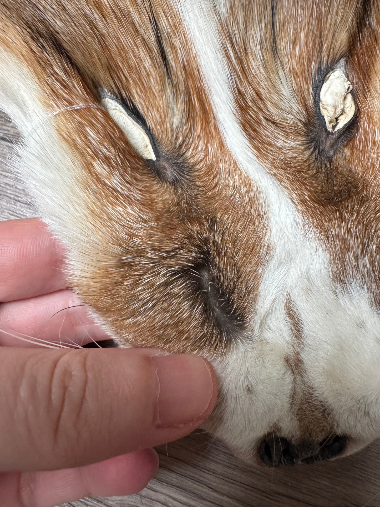 Male Gold Ringneck fox mountable pelt (tag 1)