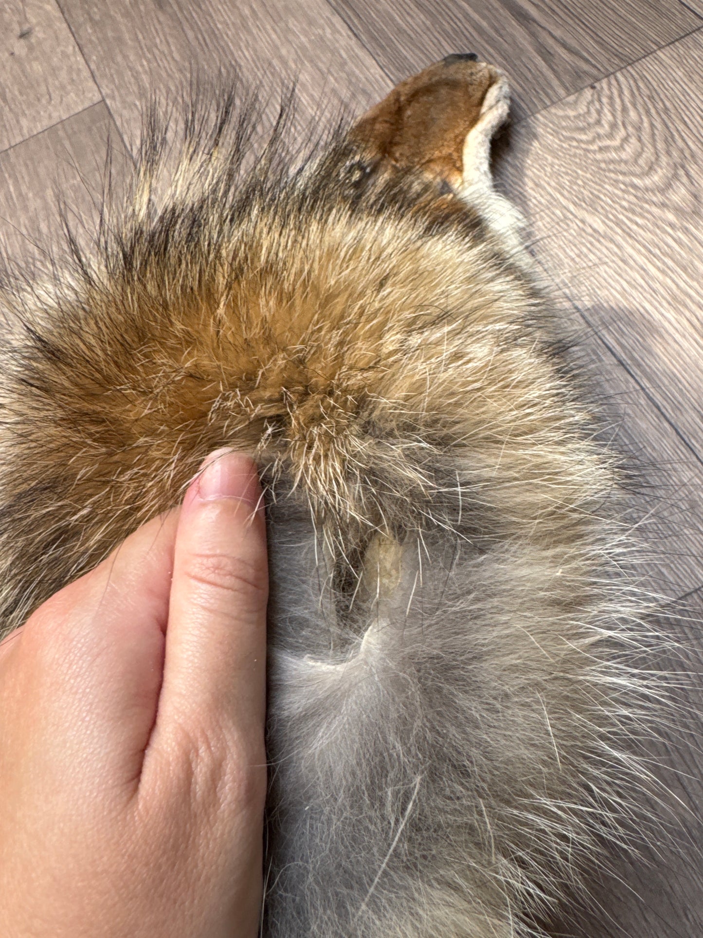 Female coyote mountable pelt (9)