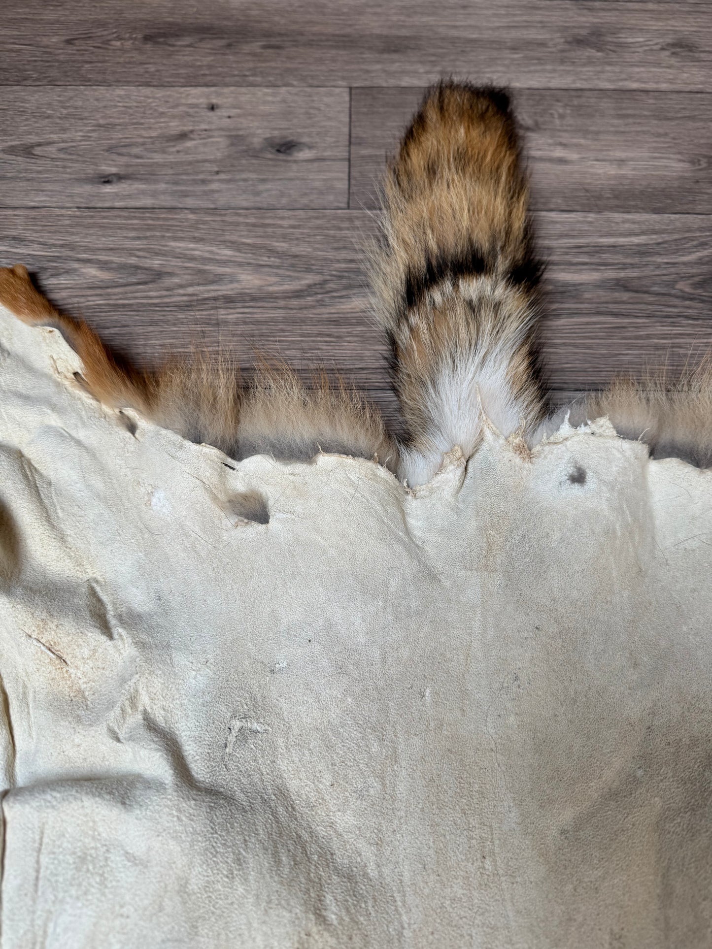 Coyote pelt (1)