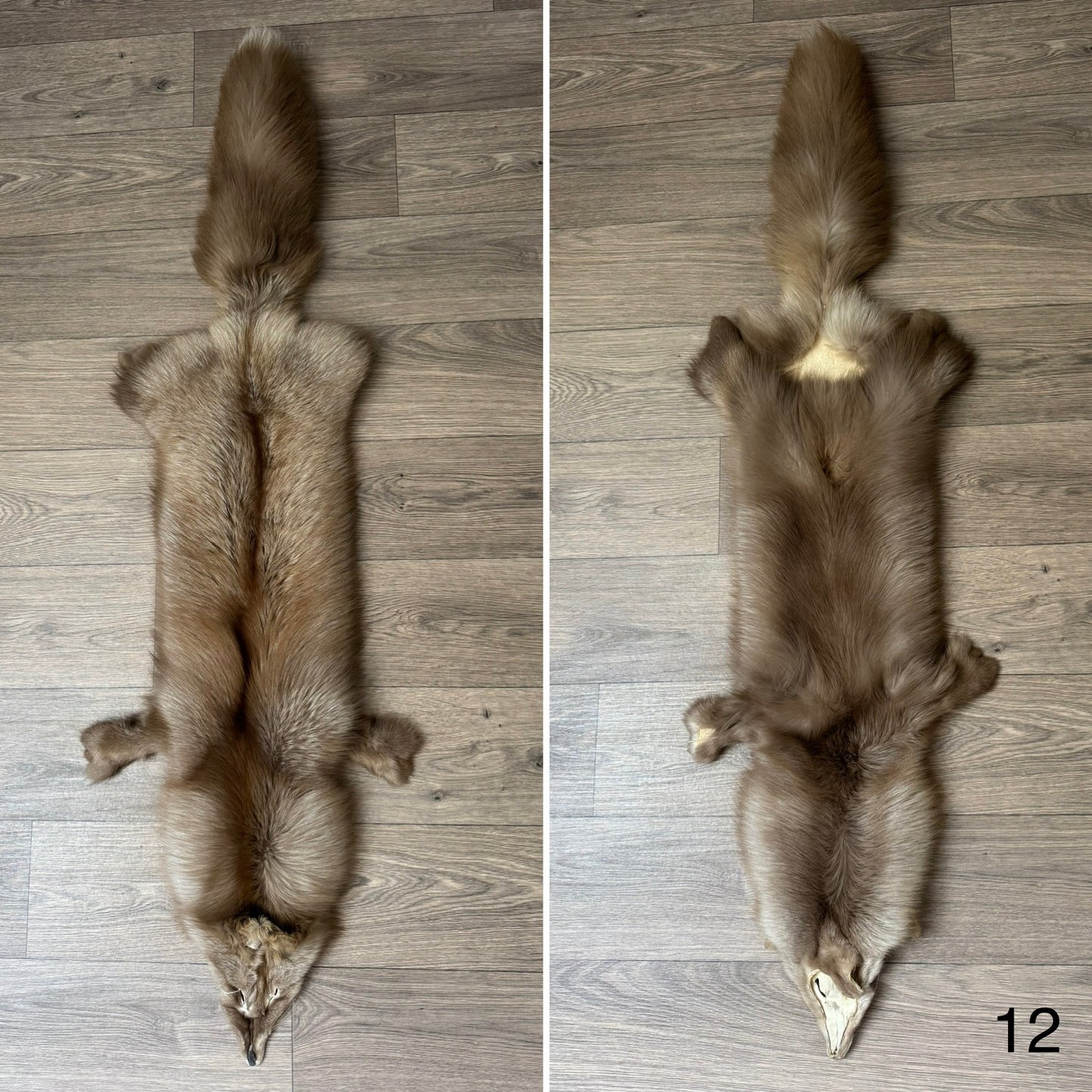 Polish Pastel fox pelt (12)