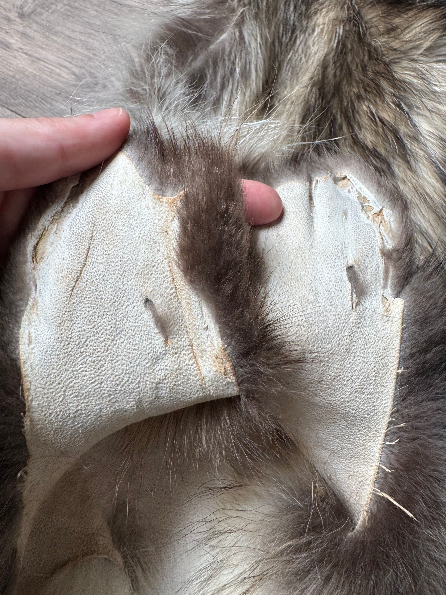 Tanuki pelt (7)