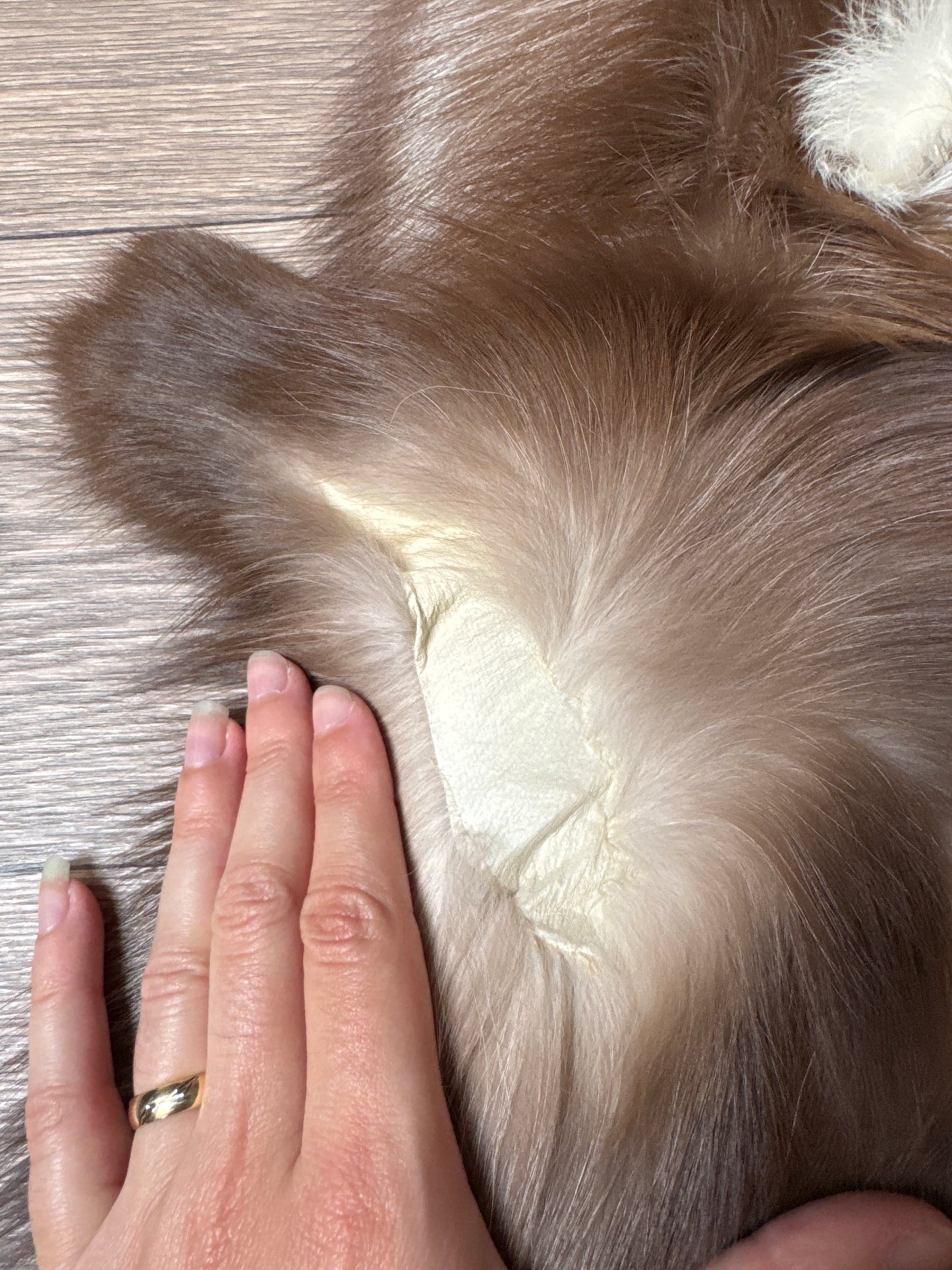 Burgundy fox pelt (17)