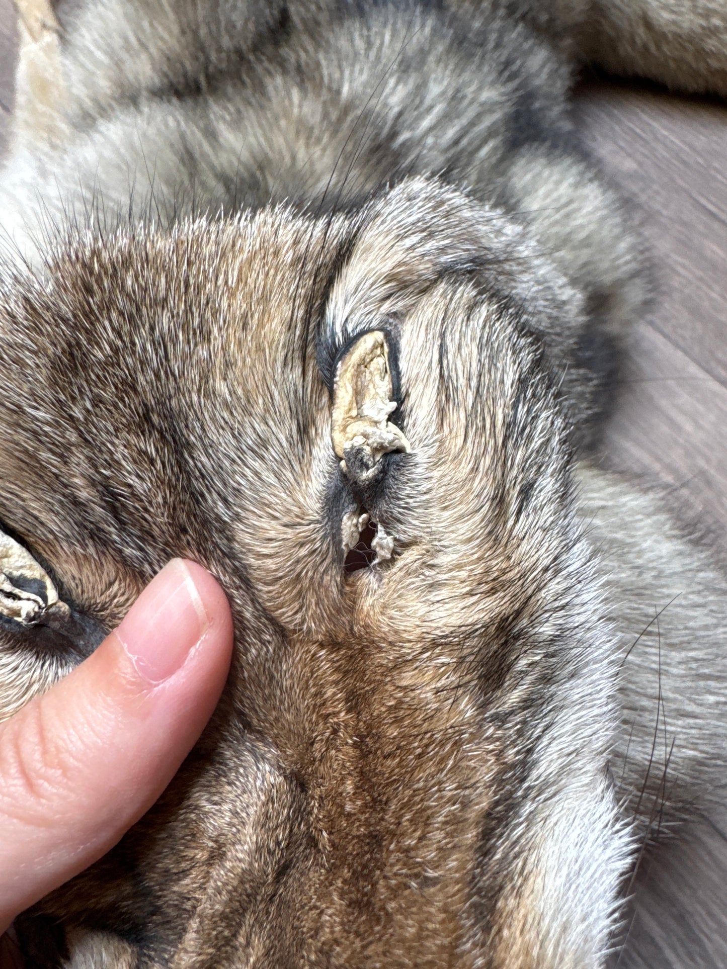 Male coyote mountable pelt (3)