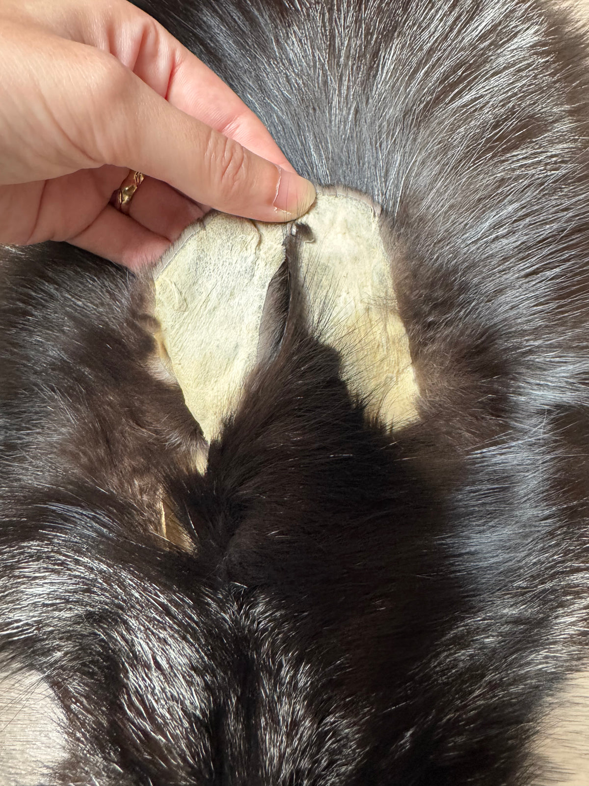 Silver fox pelt (19)