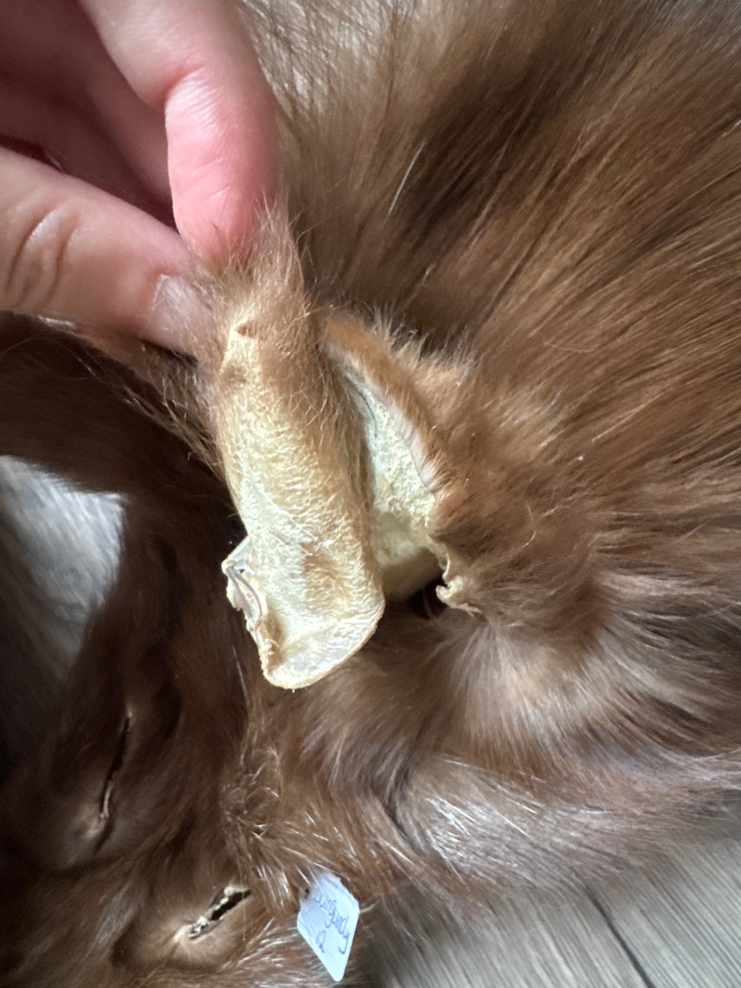 Burgundy fox pelt (12)