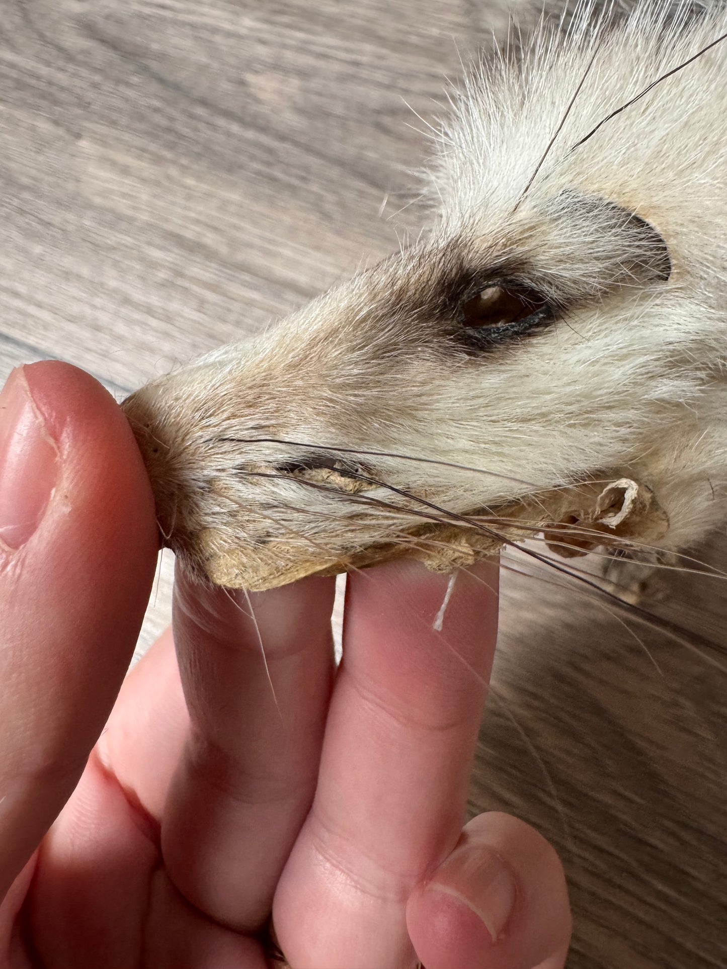 Female opossum mountable pelt (10)