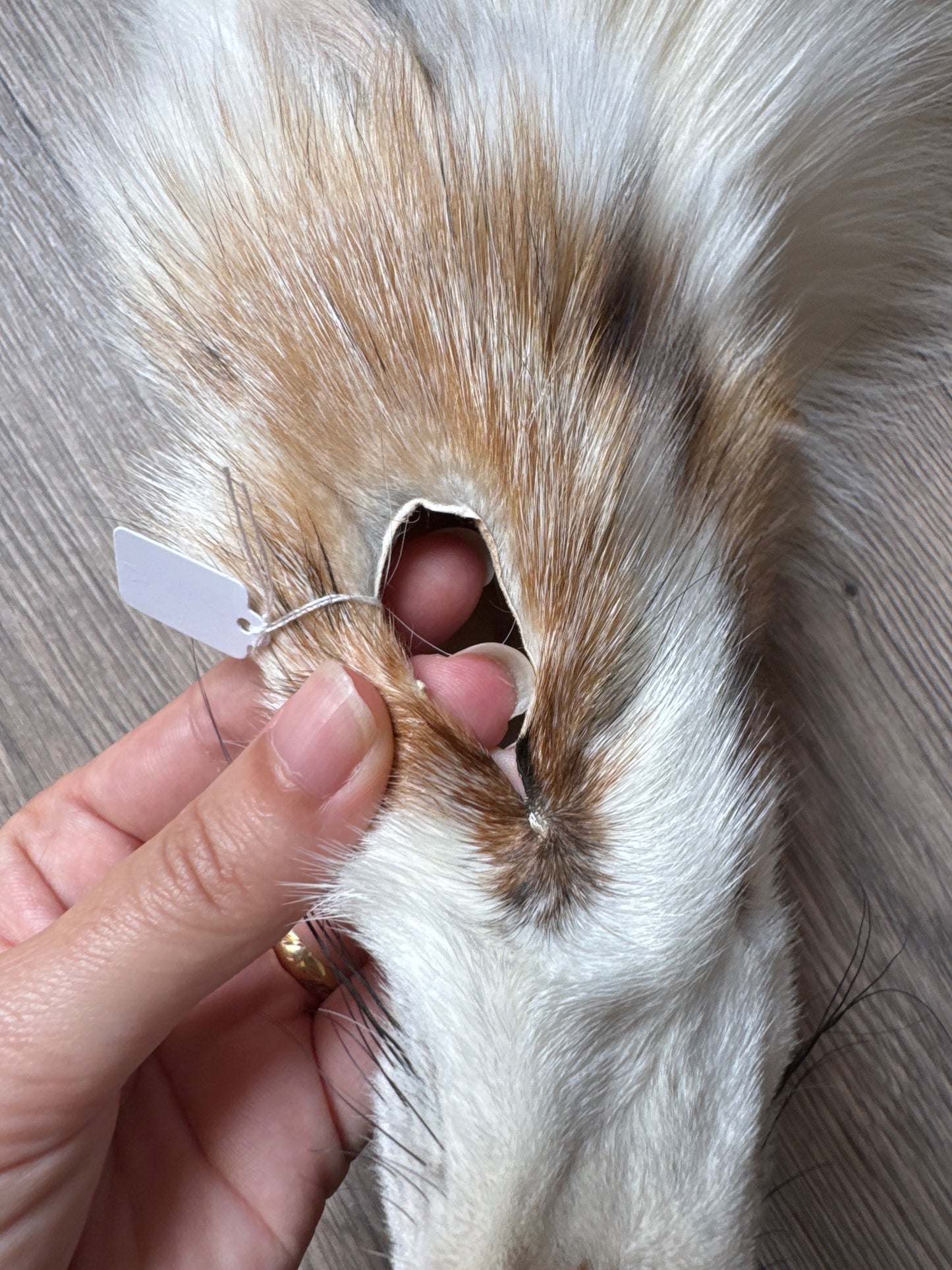 Sun Glow fox pelt (15)