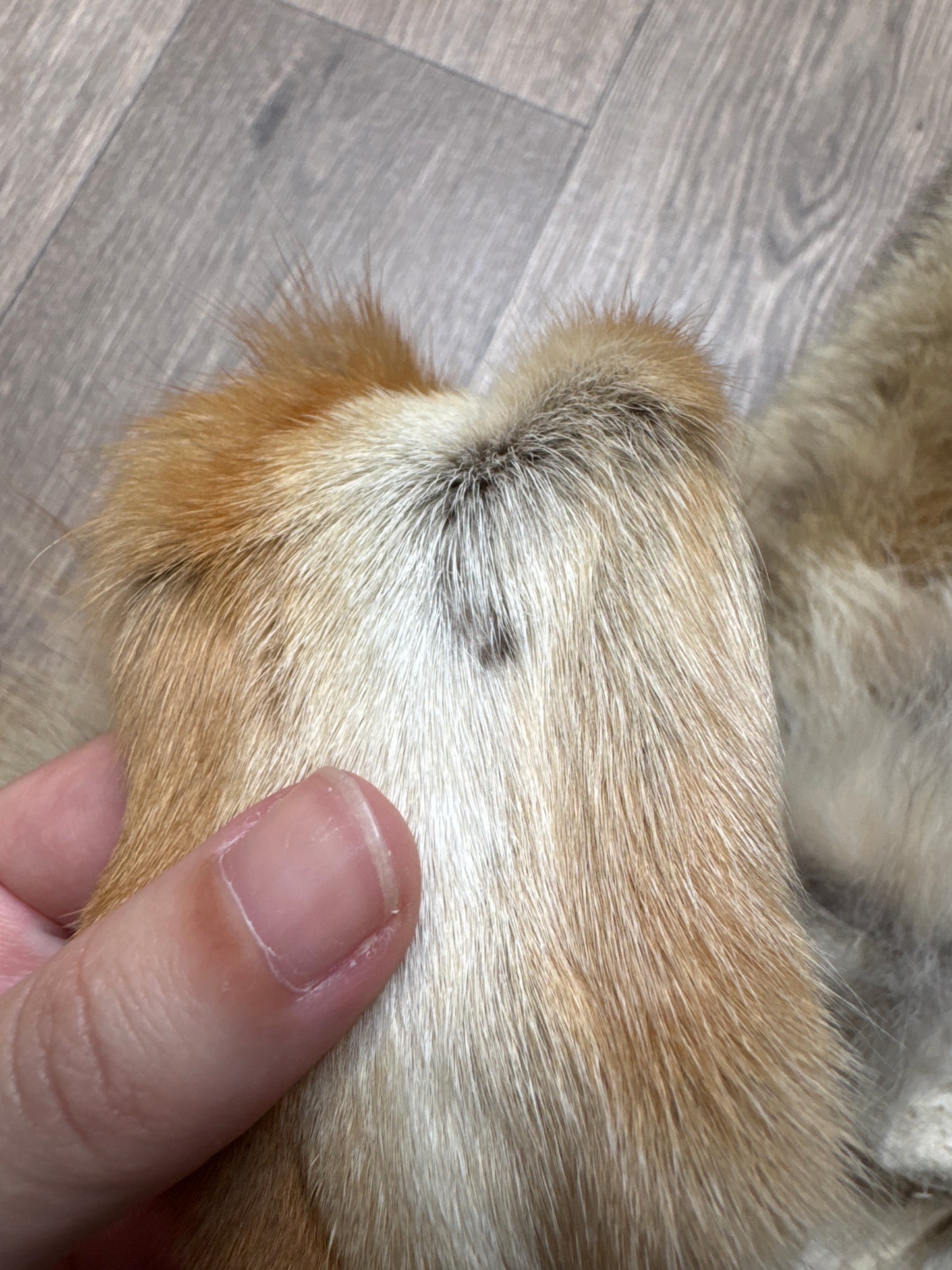 Male coyote mountable pelt (7)