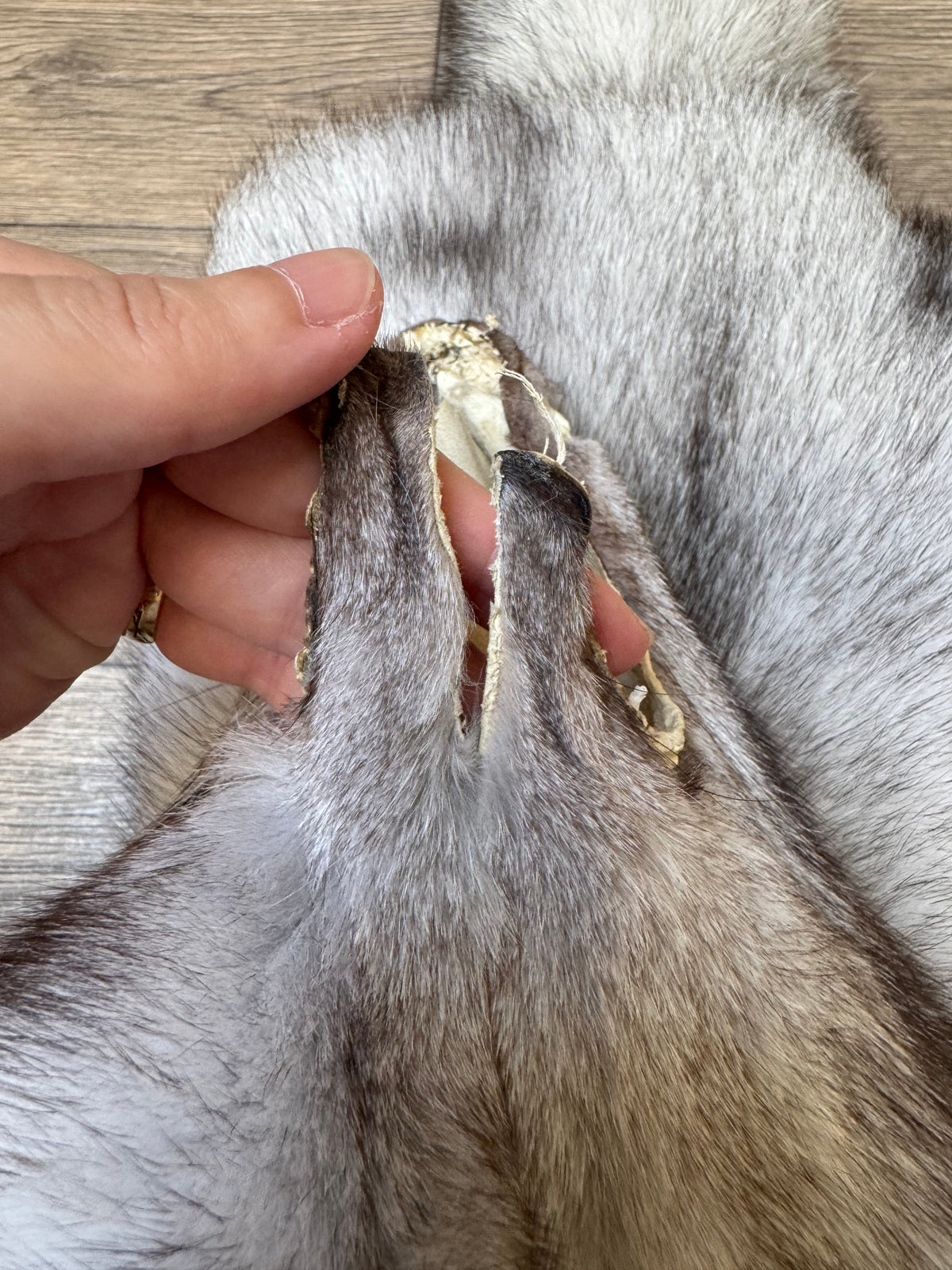Blue fox pelt (2)