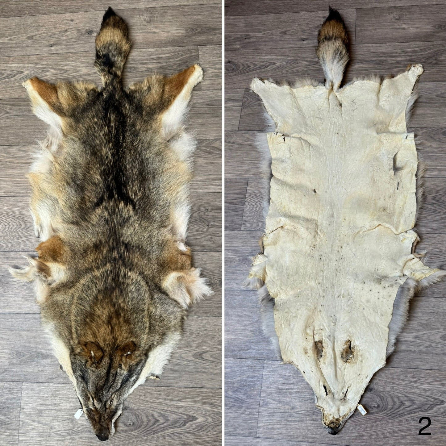 Coyote pelt (2)