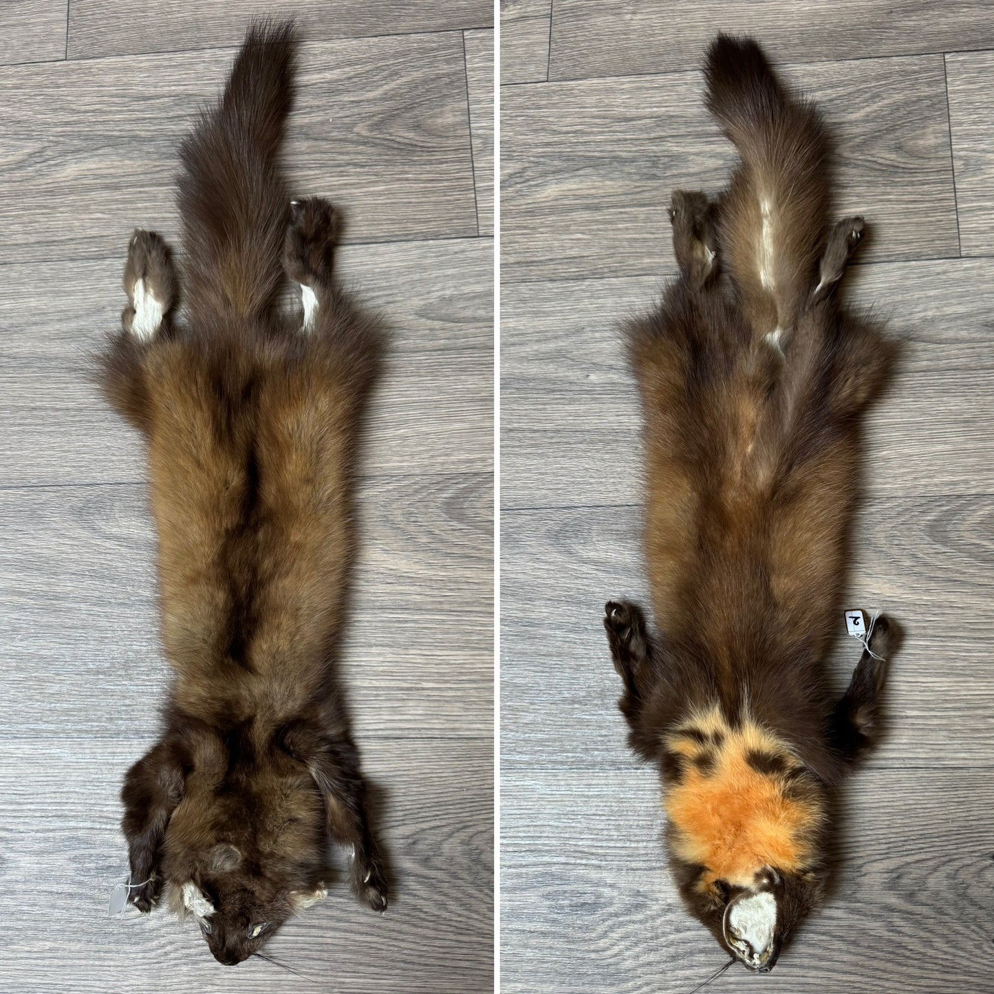 Female pine marten mountable pelt (2)