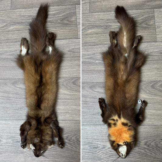 Female pine marten mountable pelt (2)