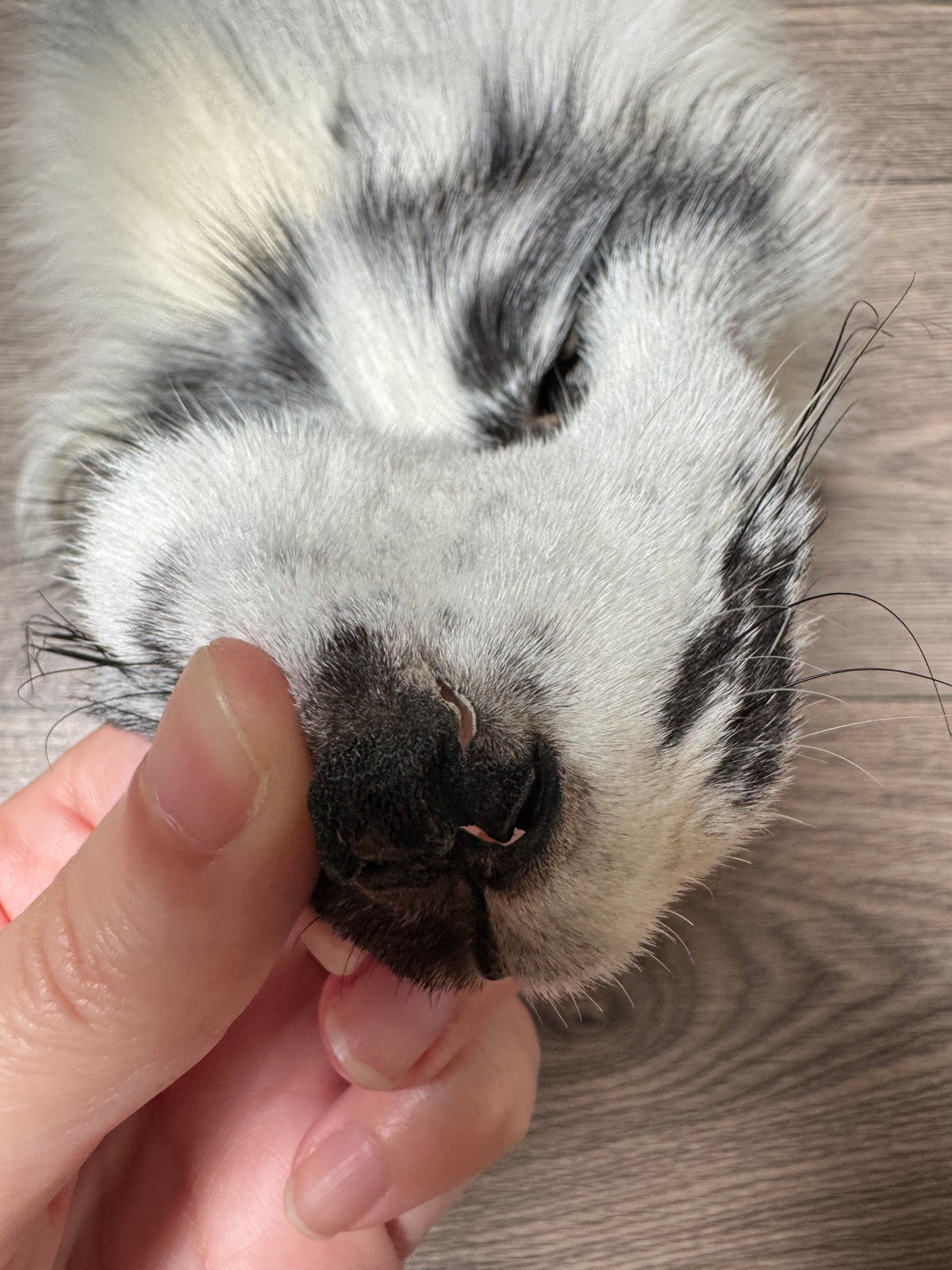 Arctic Marble fox pelt (35)