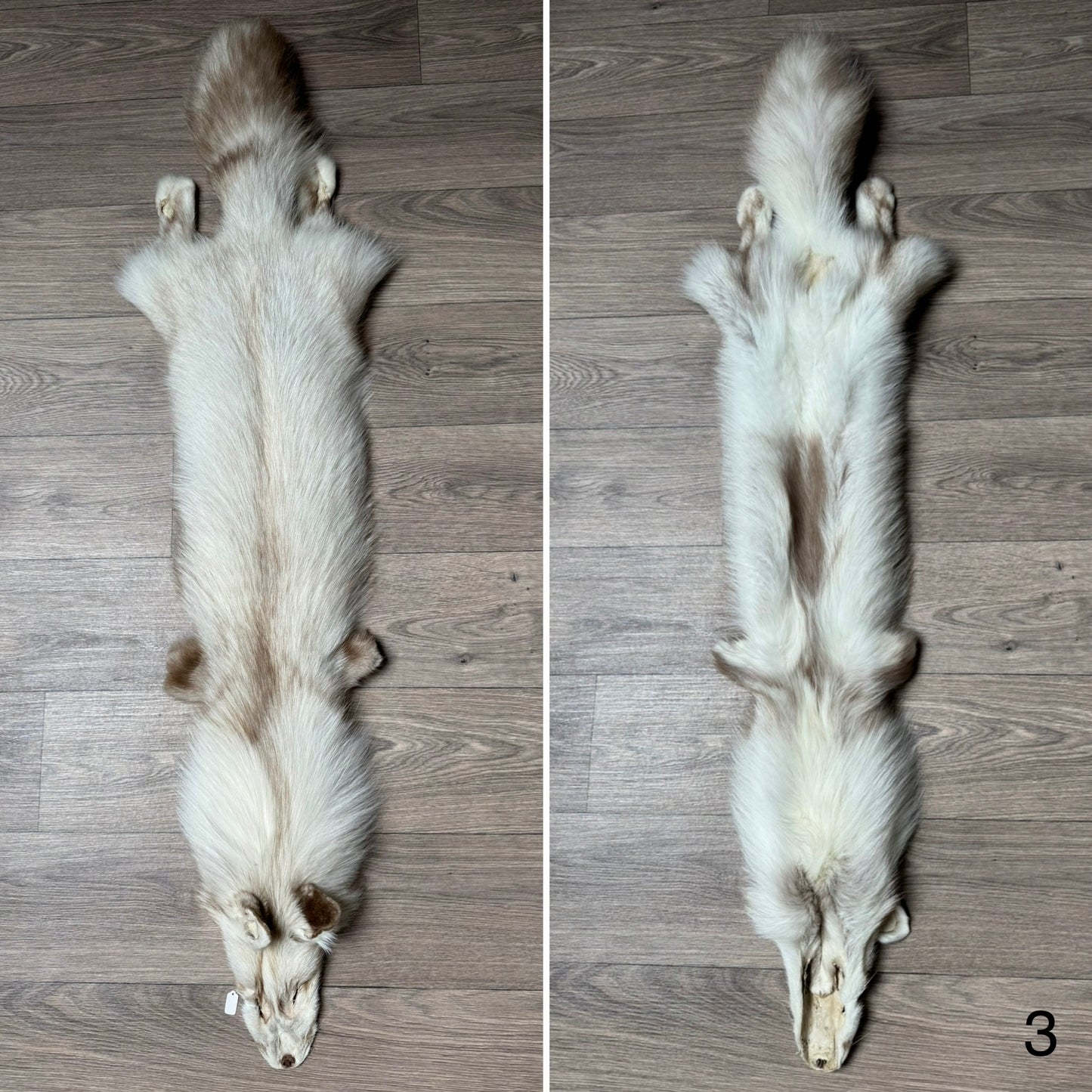 Smokey Snow Glow Whitemark fox pelt (3)