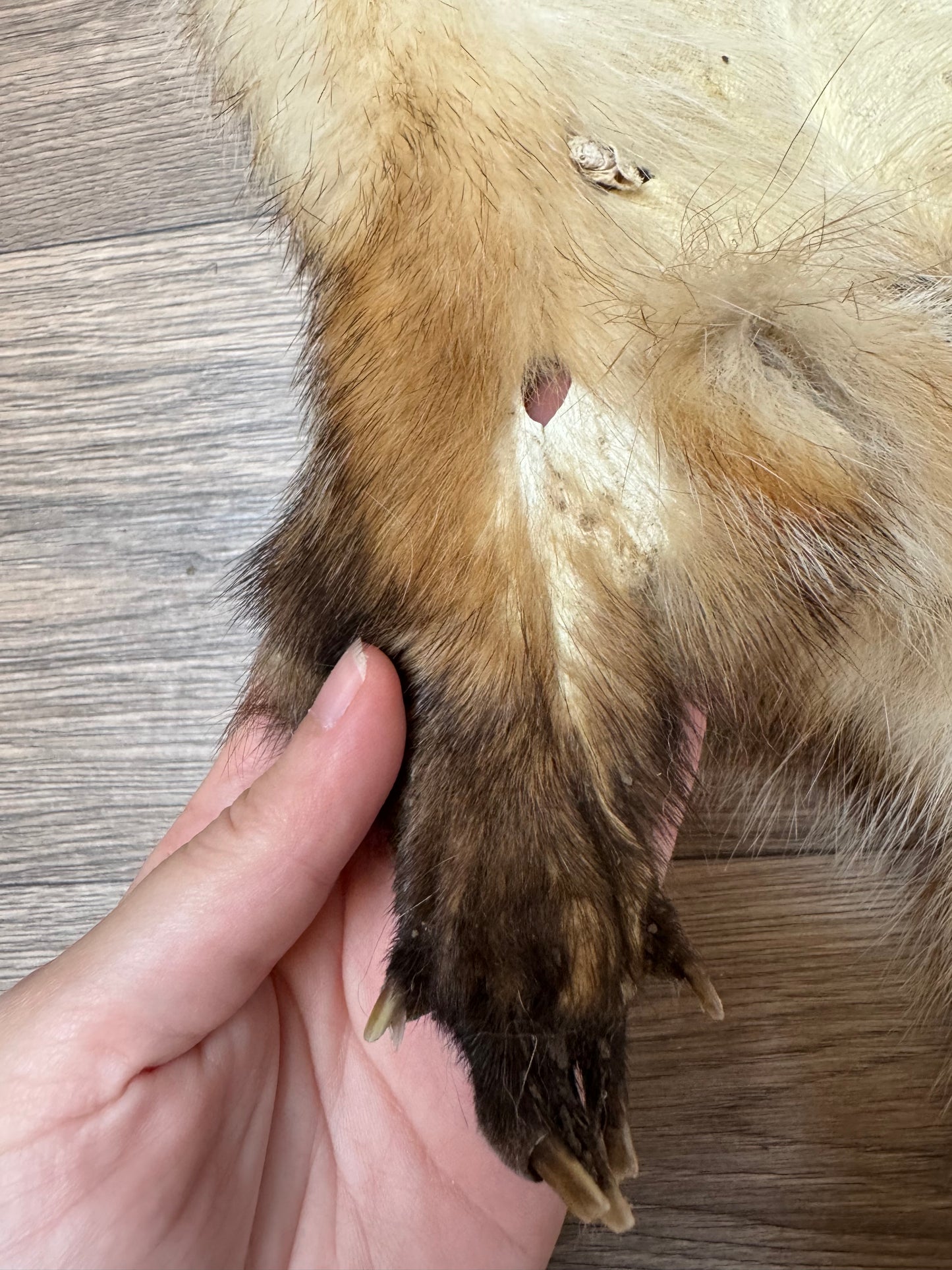 Female American badger mountable pelt