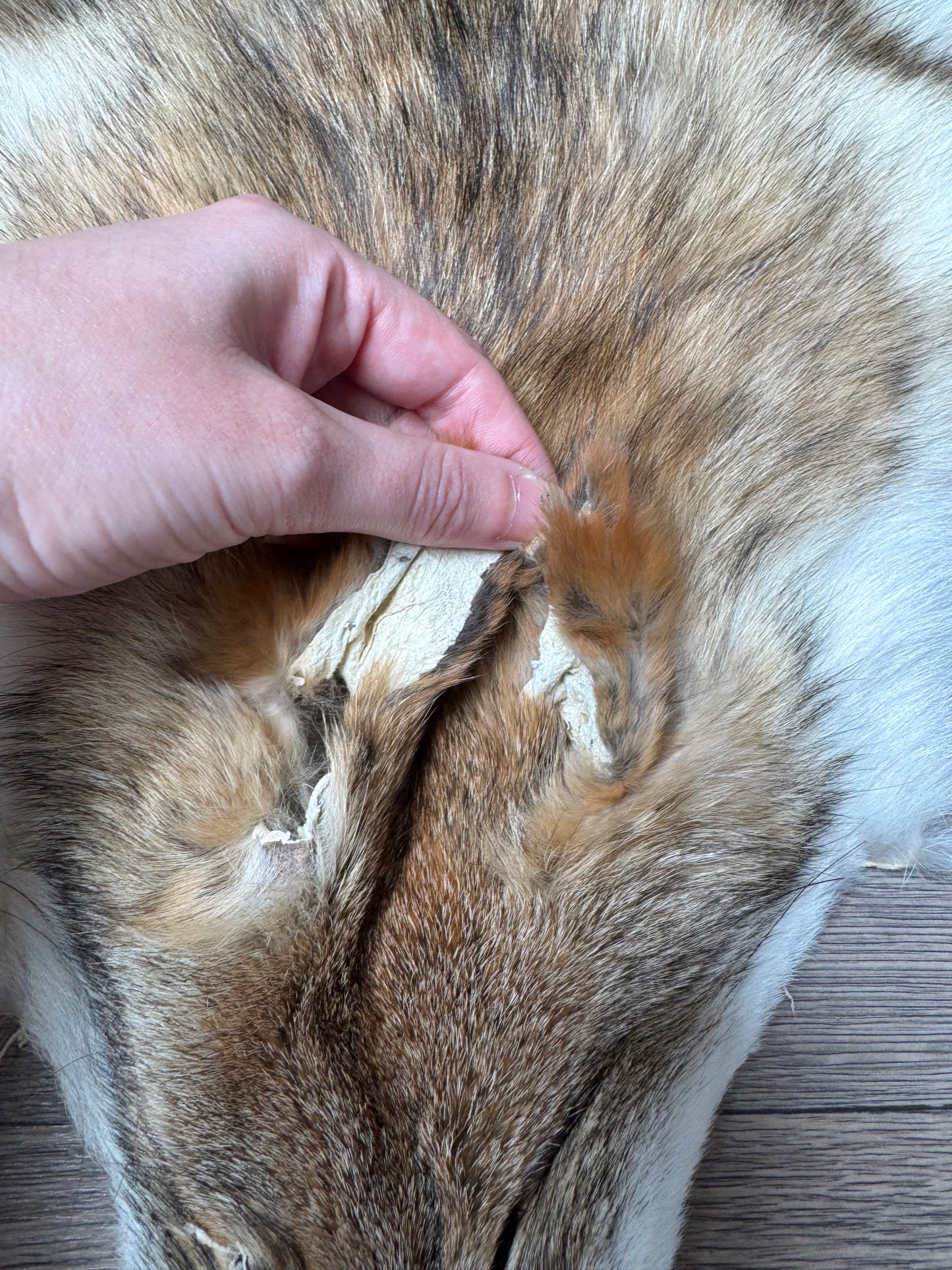 Coyote pelt (10)