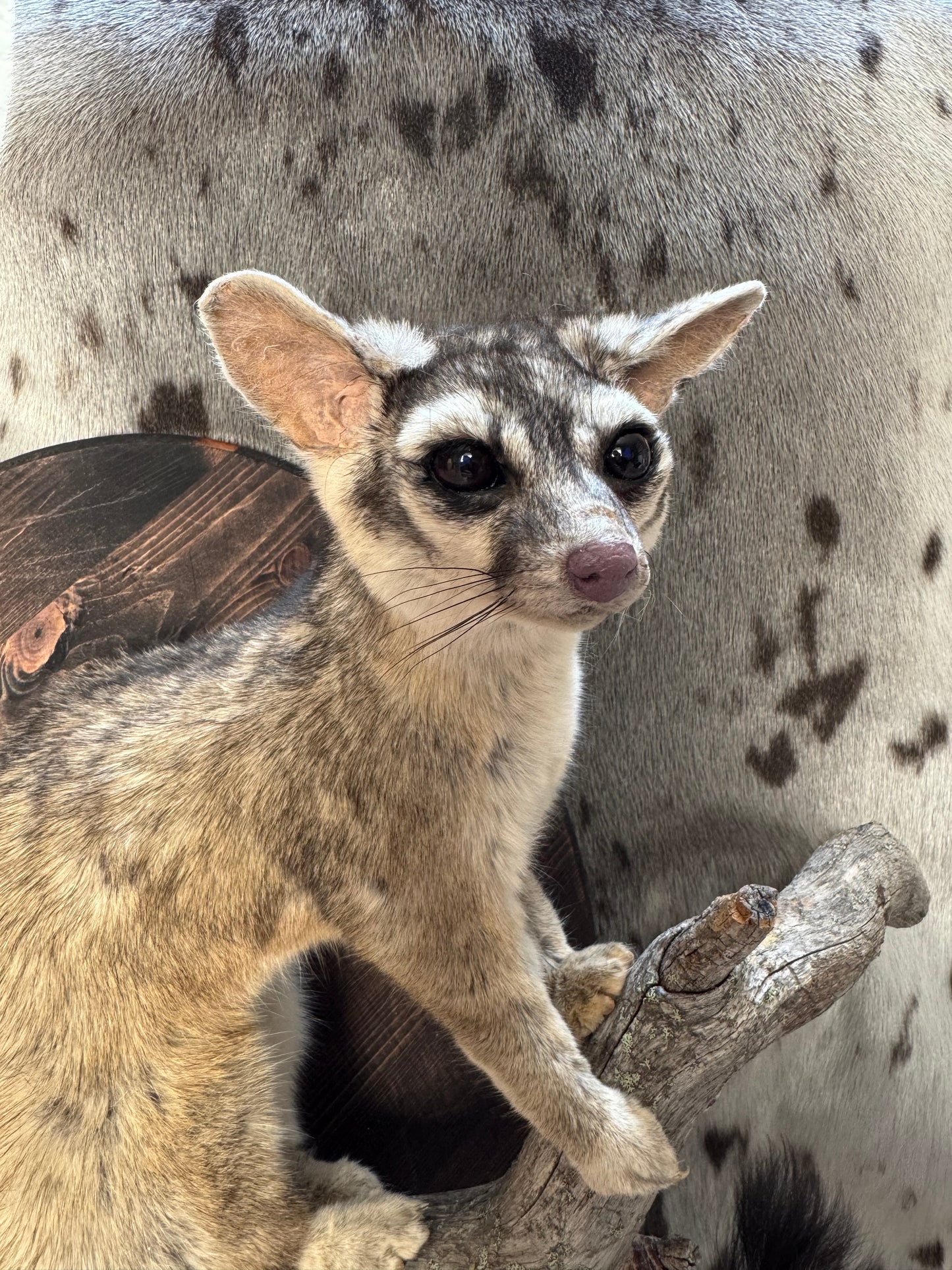 Lifesize ringtail cat traditional mount