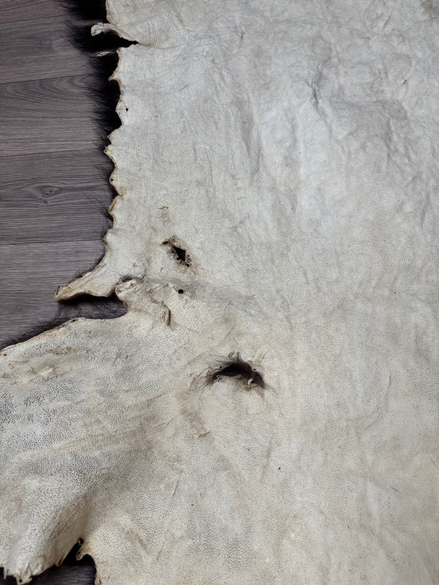 Black bear hide (3)