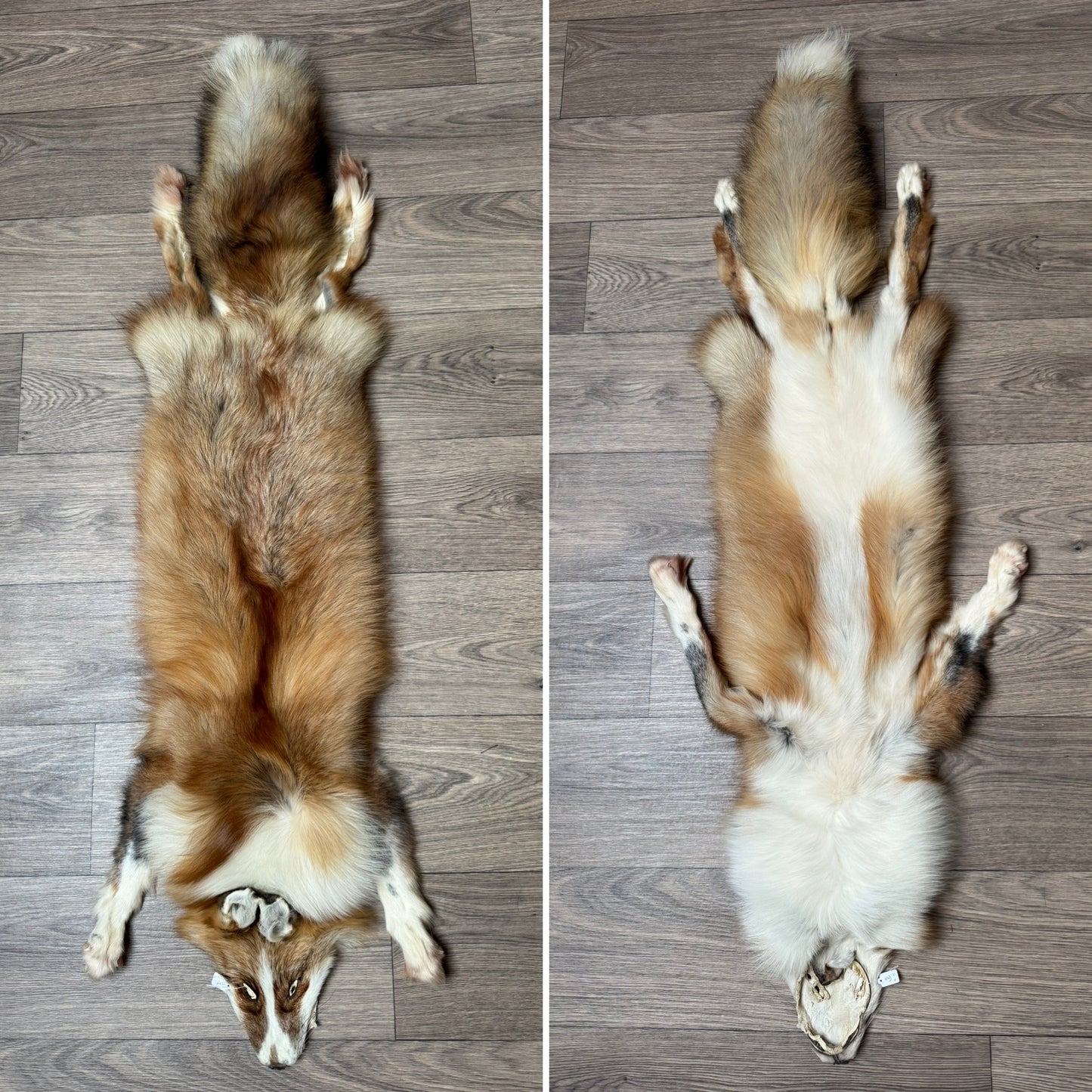 Female Gold Ringneck fox mountable pelt (tag 11)