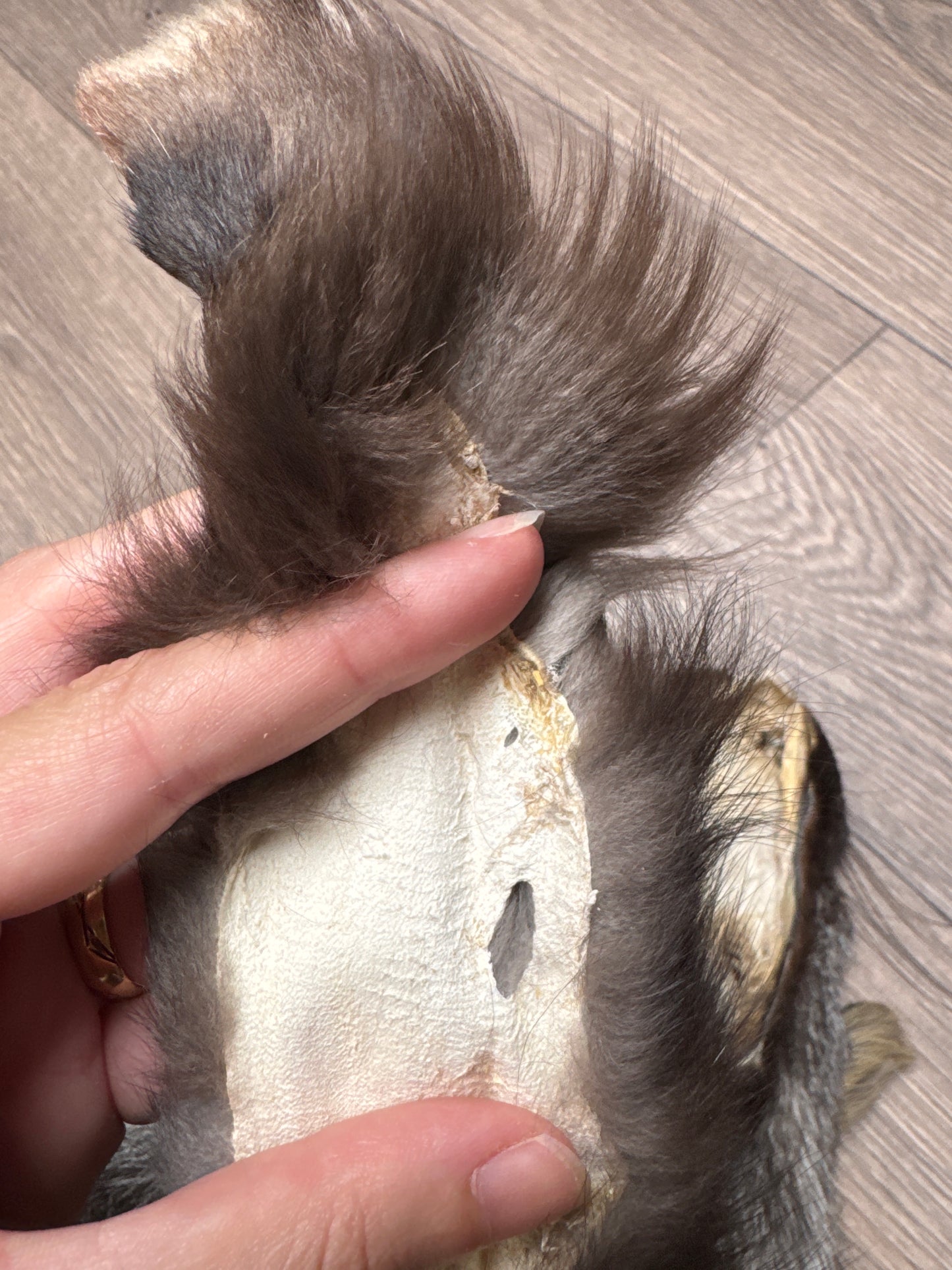 Male Cross mountable pelt (tag 129)