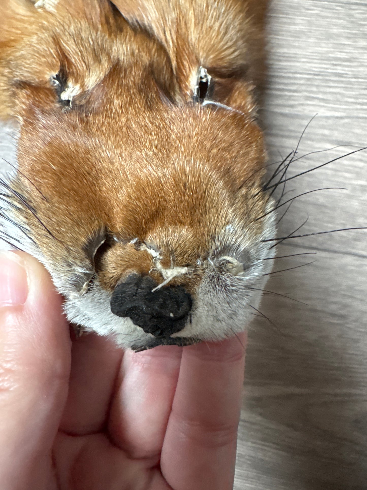 Gold fox pelt (51)