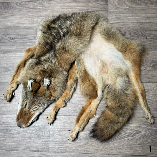 Male coyote mountable pelt (1)