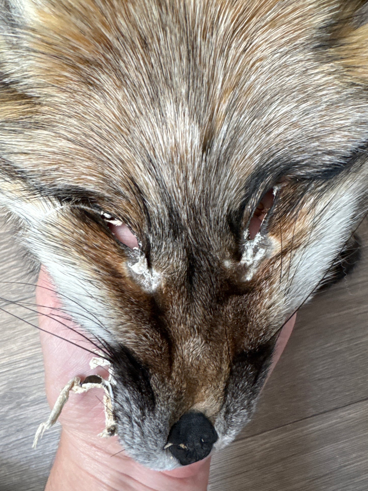 Smokey fox pelt (14)