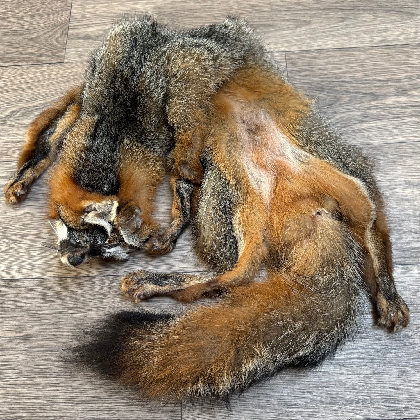 Male grey fox mountable pelt (2)