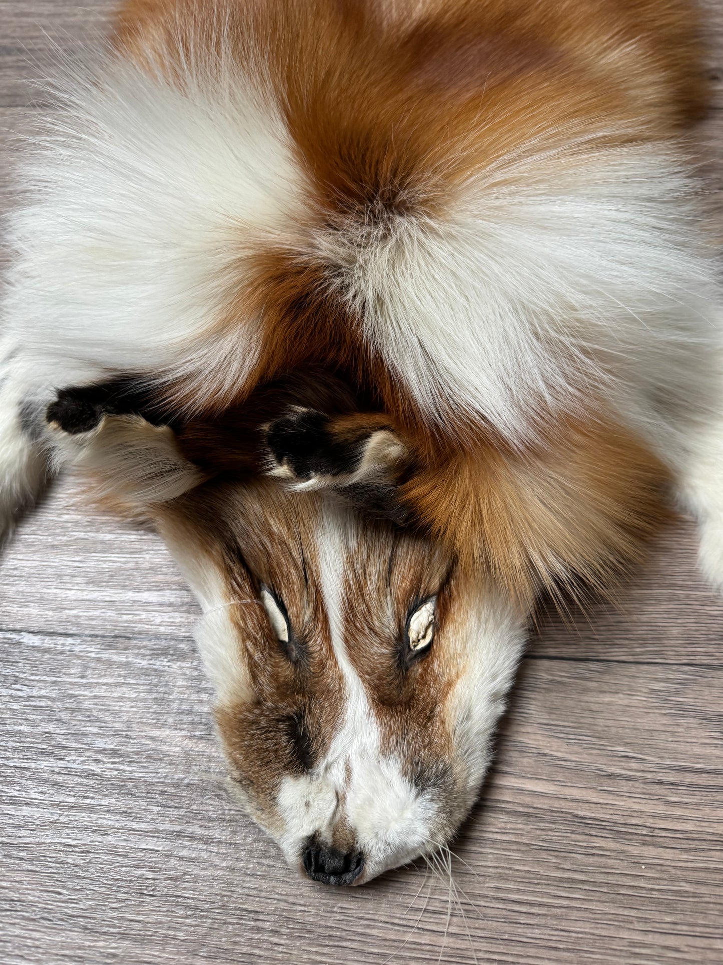 Male Gold Ringneck fox mountable pelt (tag 1)