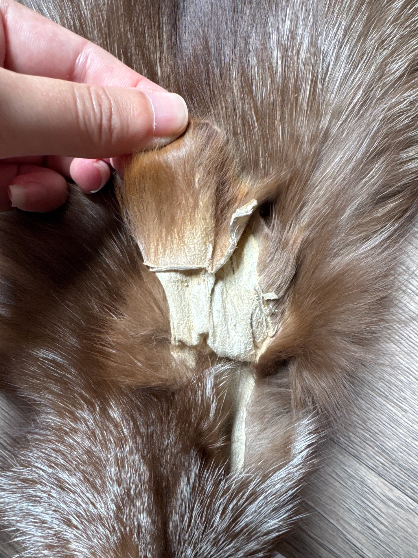 Burgundy fox pelt (8)