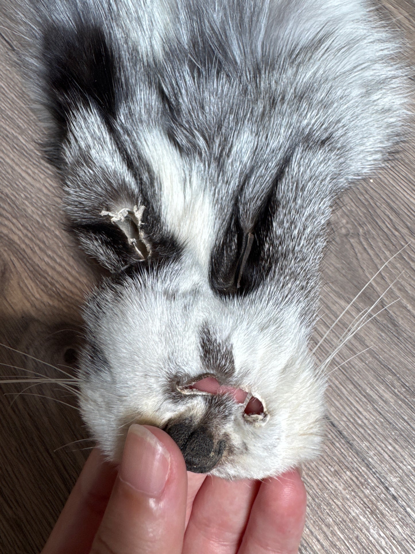 Platinum fox pelt (1)