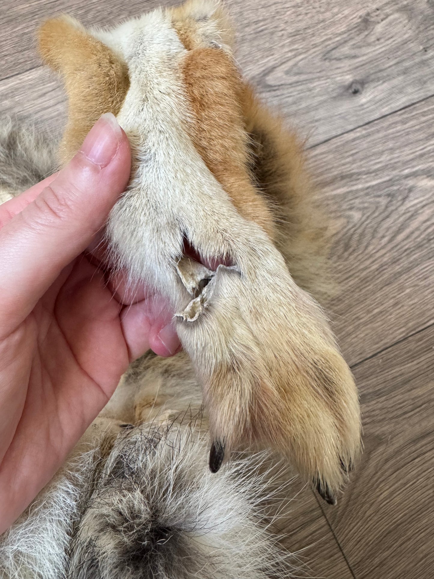 Female coyote mountable pelt (9)