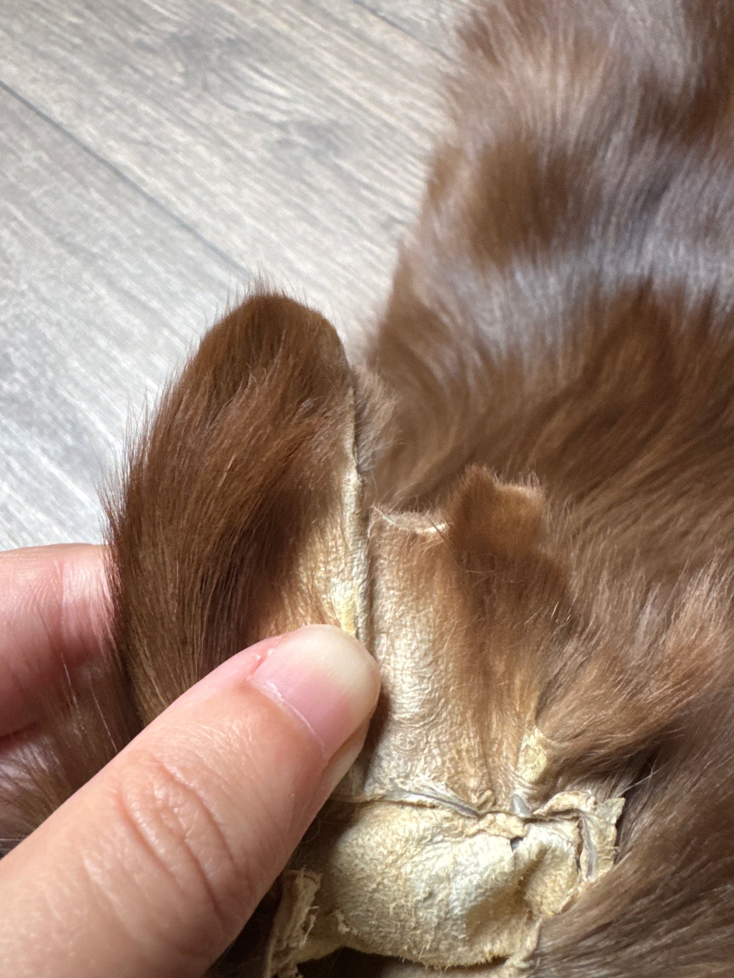 Burgundy fox pelt (3)