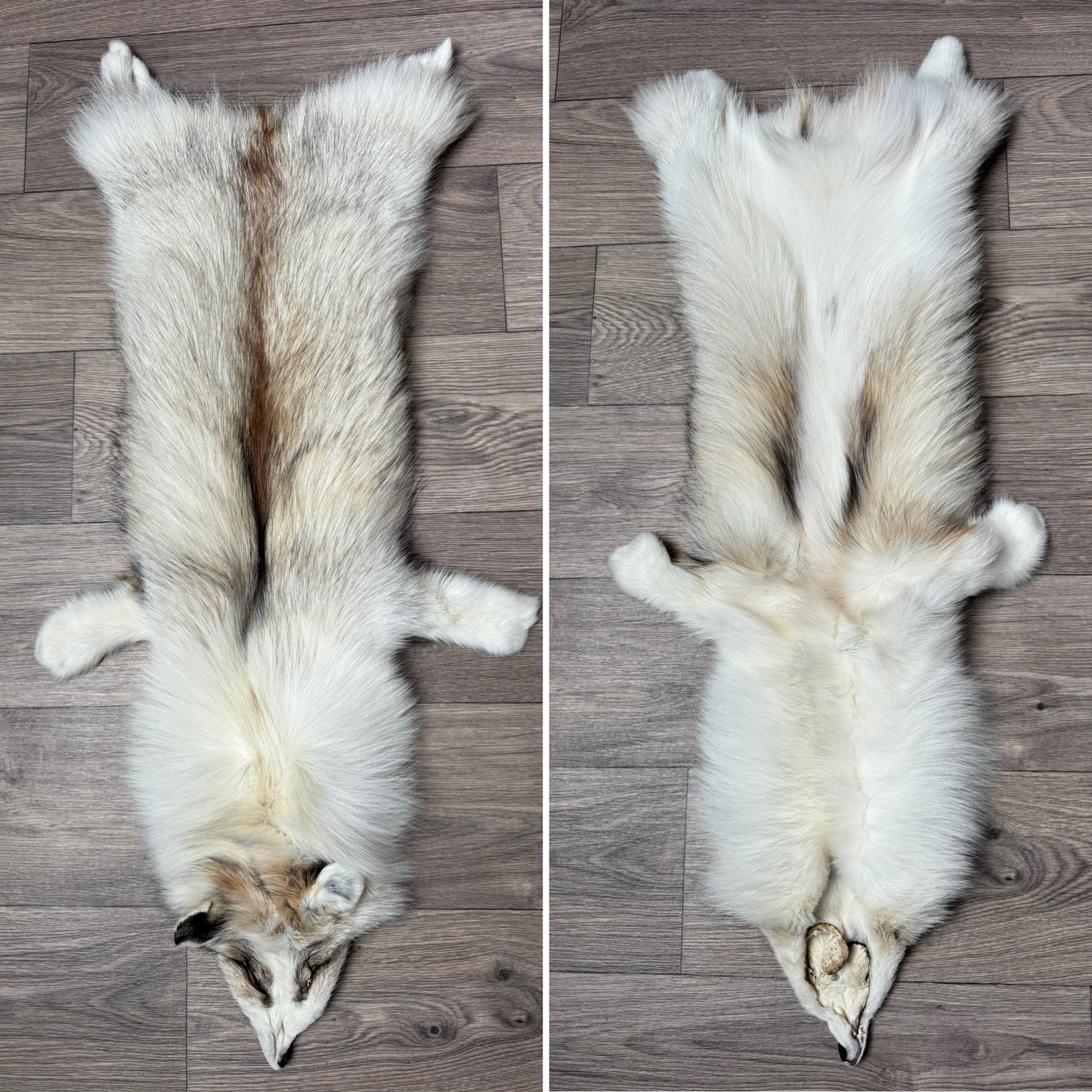 Smokey Platinum fox pelt (1)