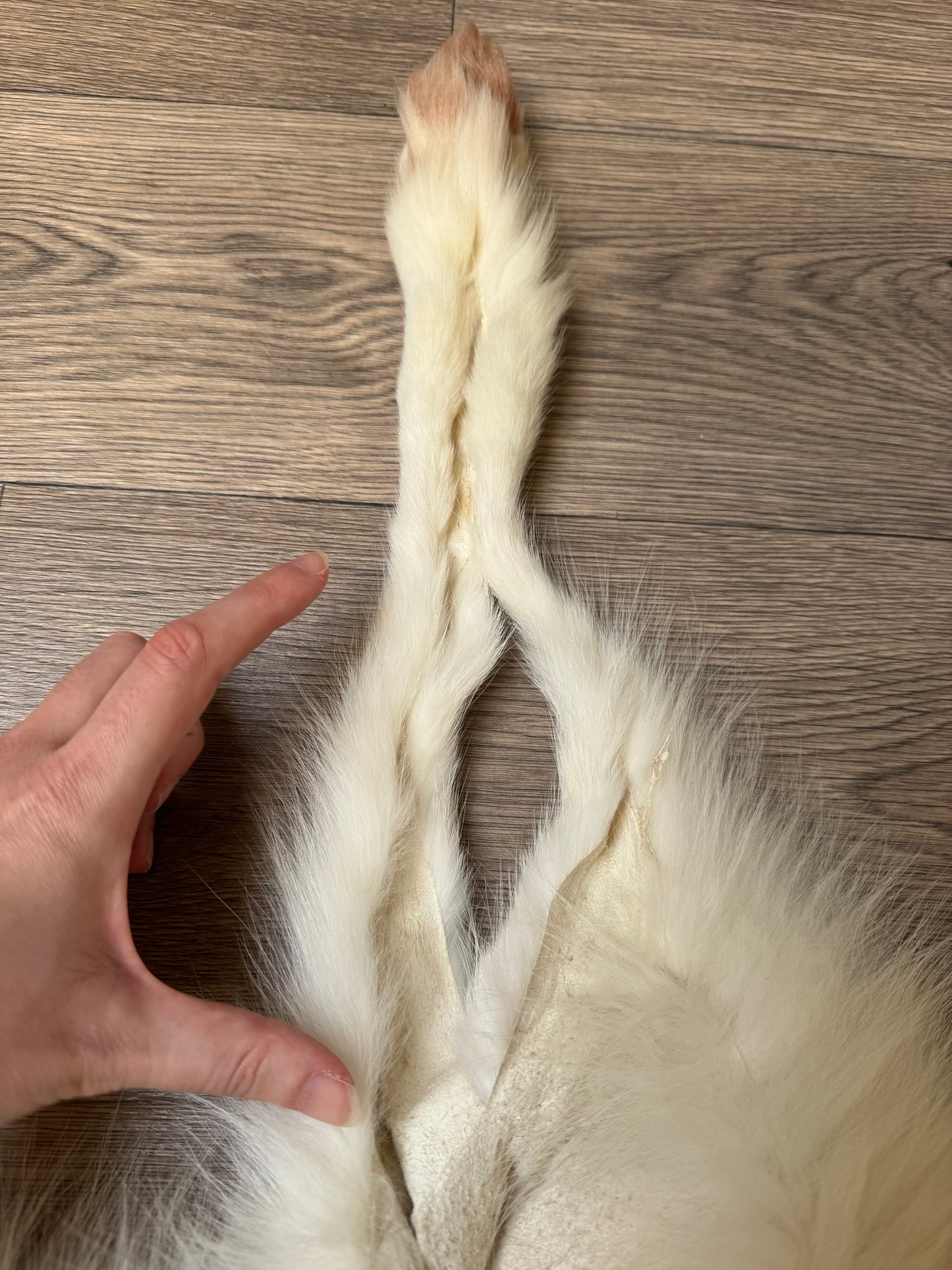 Male Arctic Marble fox mountable pelt (tag 67)